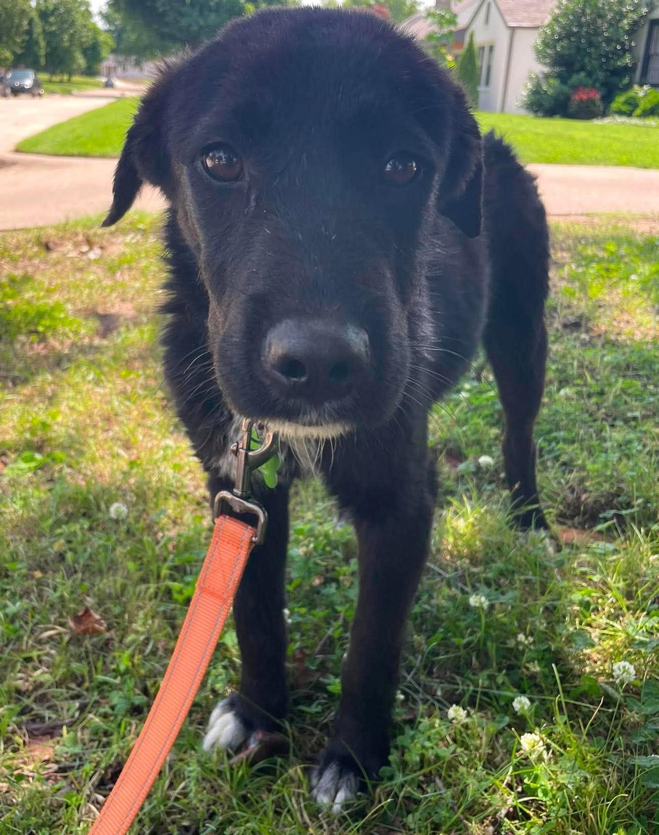 Midnight, a ADOPTABLE mixed breed in Kiowa, OK image 6/6