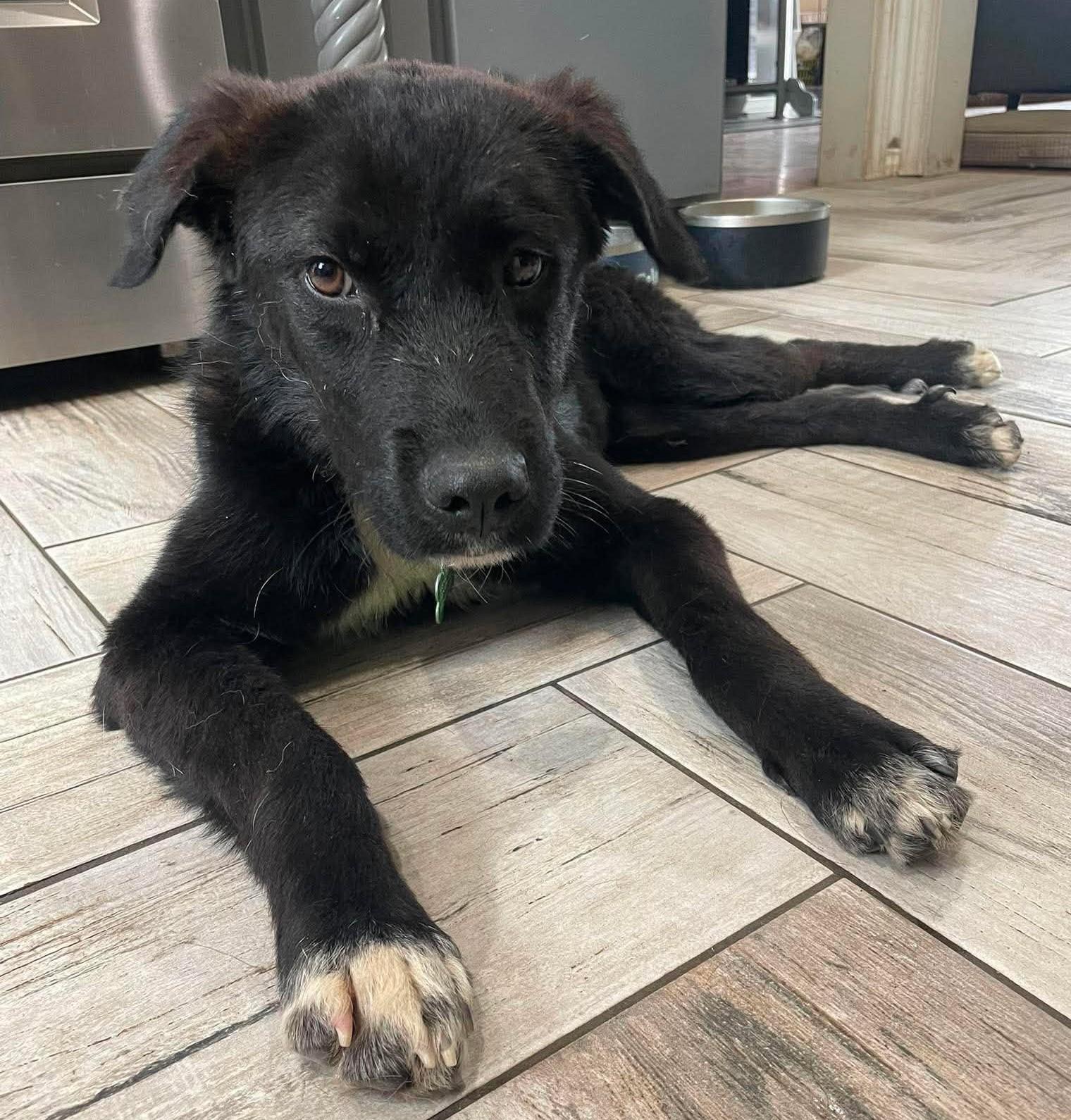 Midnight, a ADOPTABLE mixed breed in Kiowa, OK image 4/6