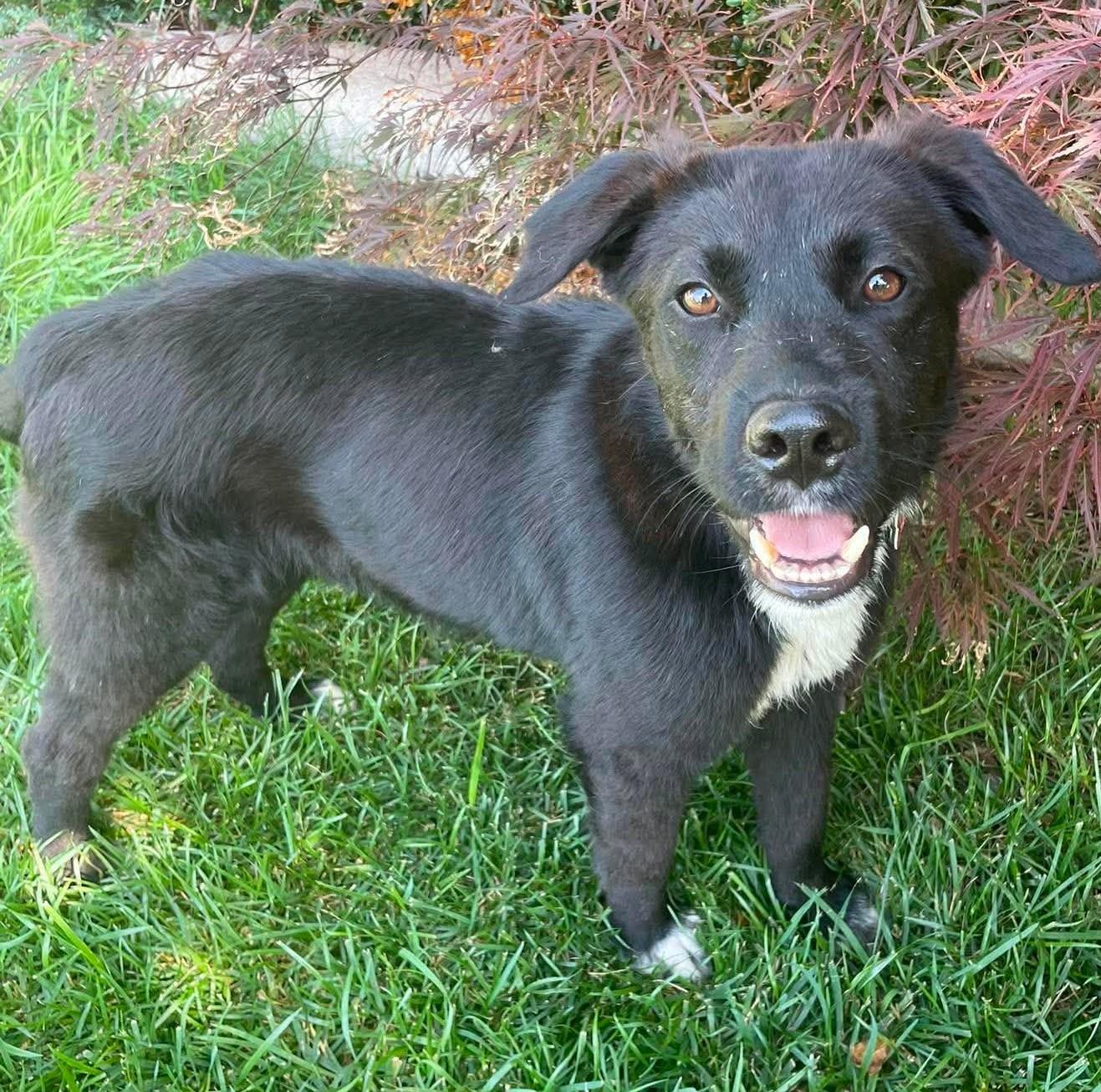 Midnight, a ADOPTABLE mixed breed in Kiowa, OK image 3/6