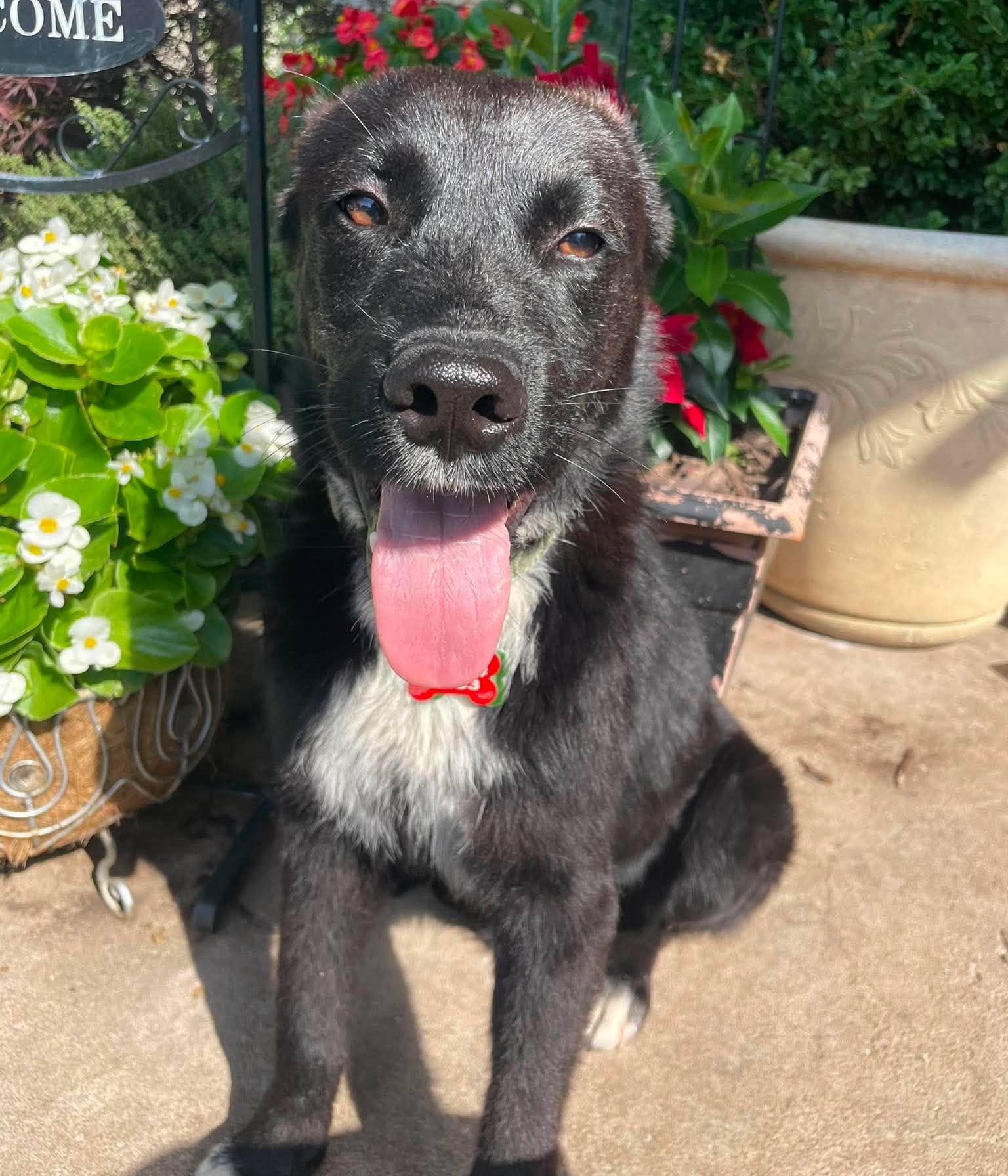 Midnight, a ADOPTABLE mixed breed in Kiowa, OK image 2/6