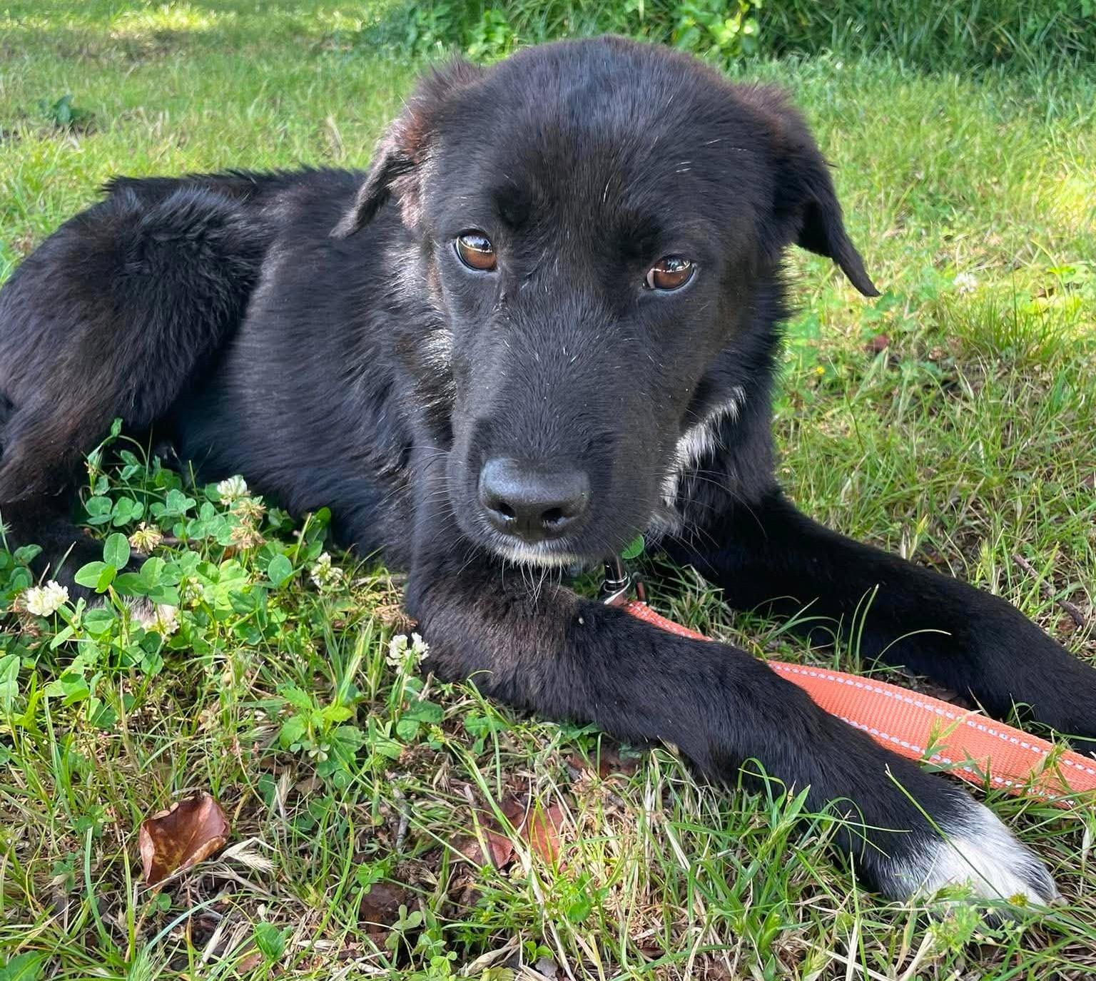 Midnight, a ADOPTABLE mixed breed in Kiowa, OK image 5/6
