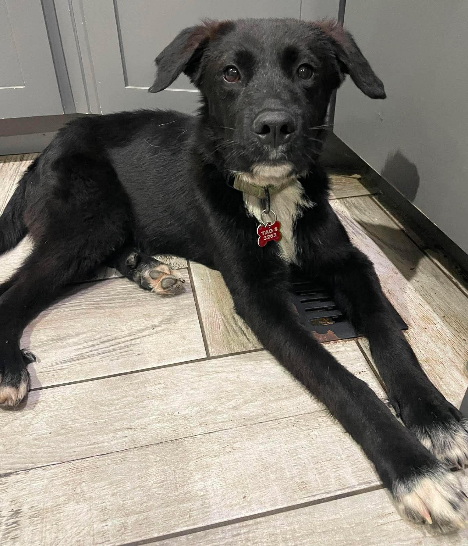 Midnight, a ADOPTABLE mixed breed in Kiowa, OK image 1/6