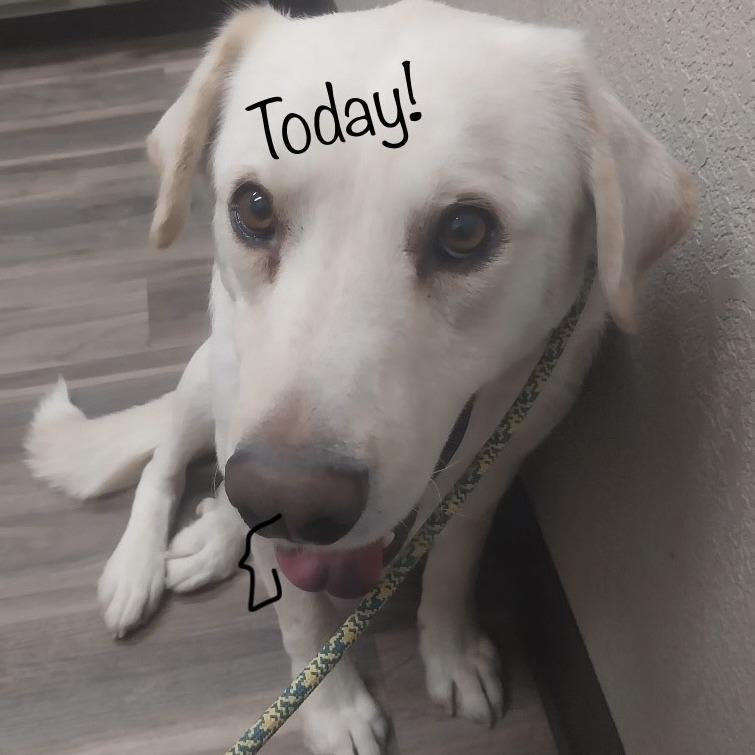 Maverick, Adoptable, Adult Male Labrador Retriever & Great Pyrenees.