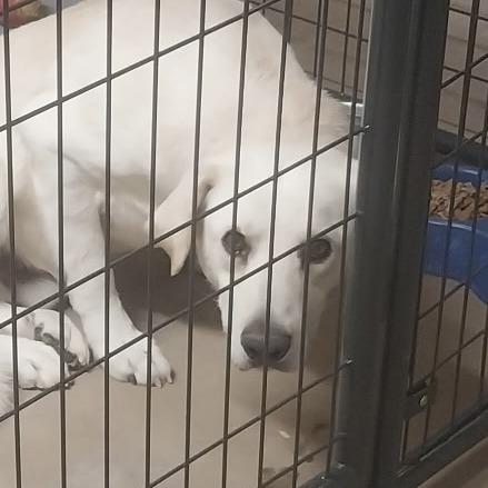 Maverick, a Adoptable mixed breed in Kim, CO image 2/2