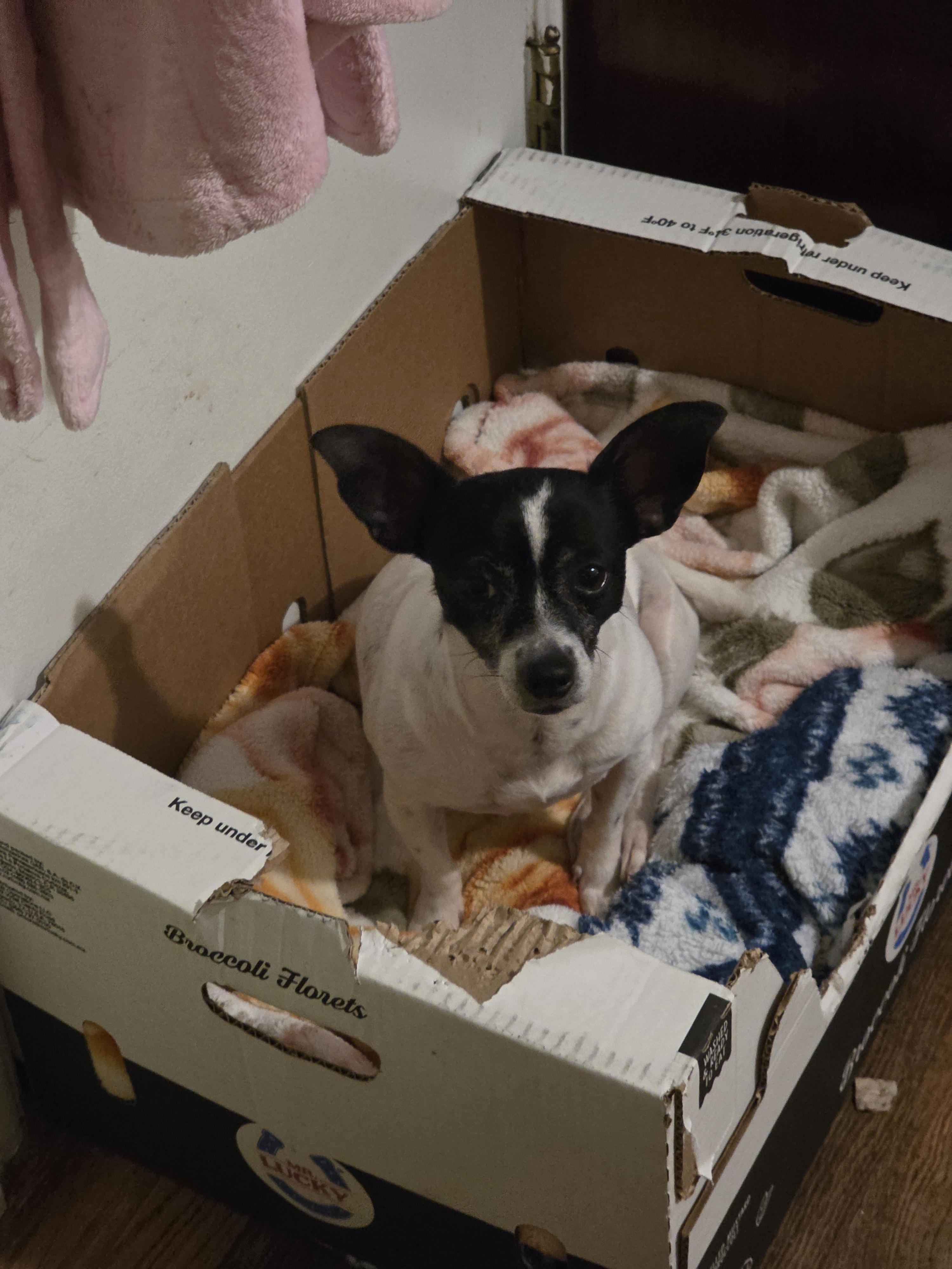 Enlarge Momma girl, a Adoptable mixed breed in Cleveland , OH image 3/6