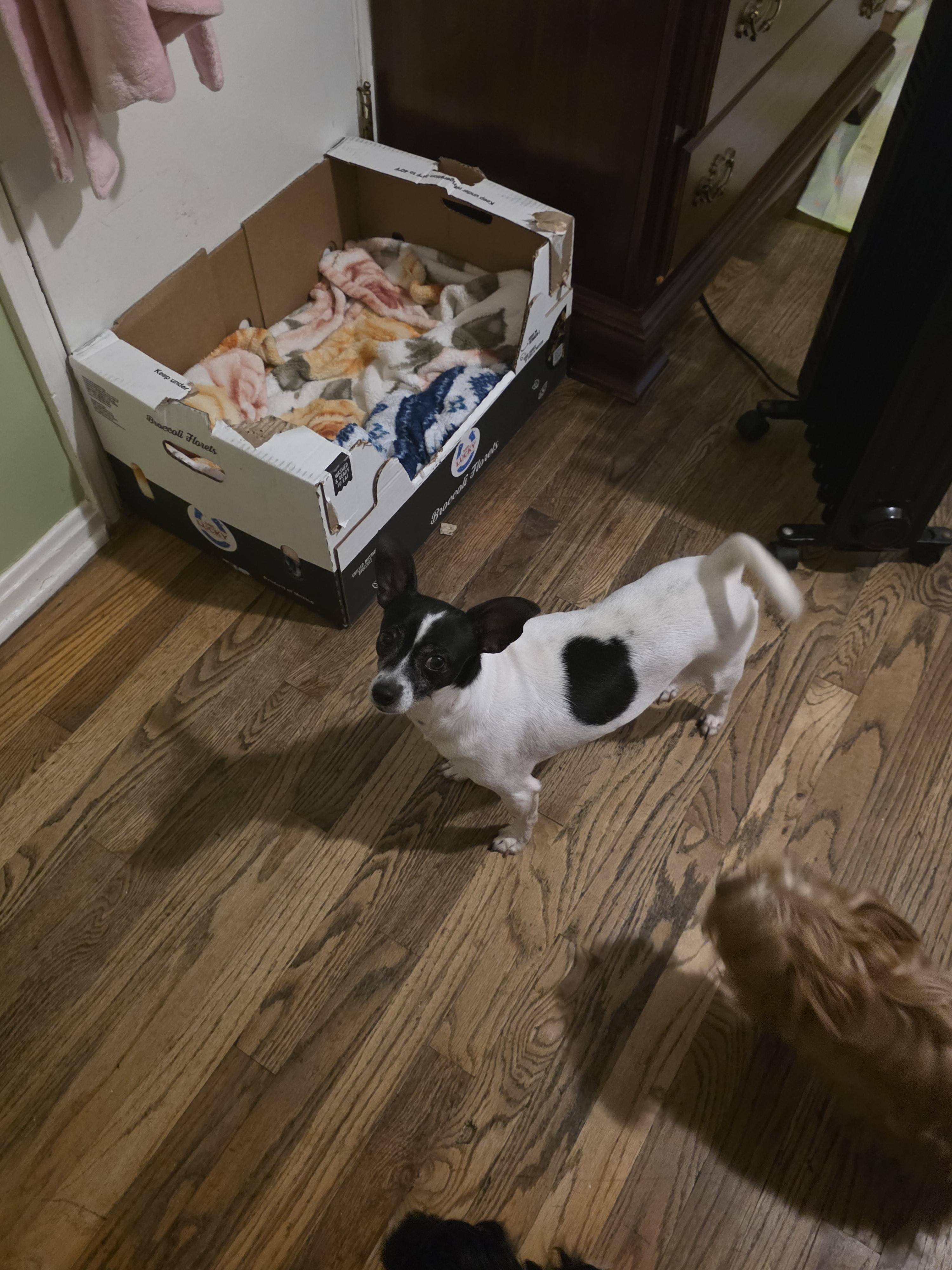 Enlarge Momma girl, a Adoptable mixed breed in Cleveland , OH image 2/6