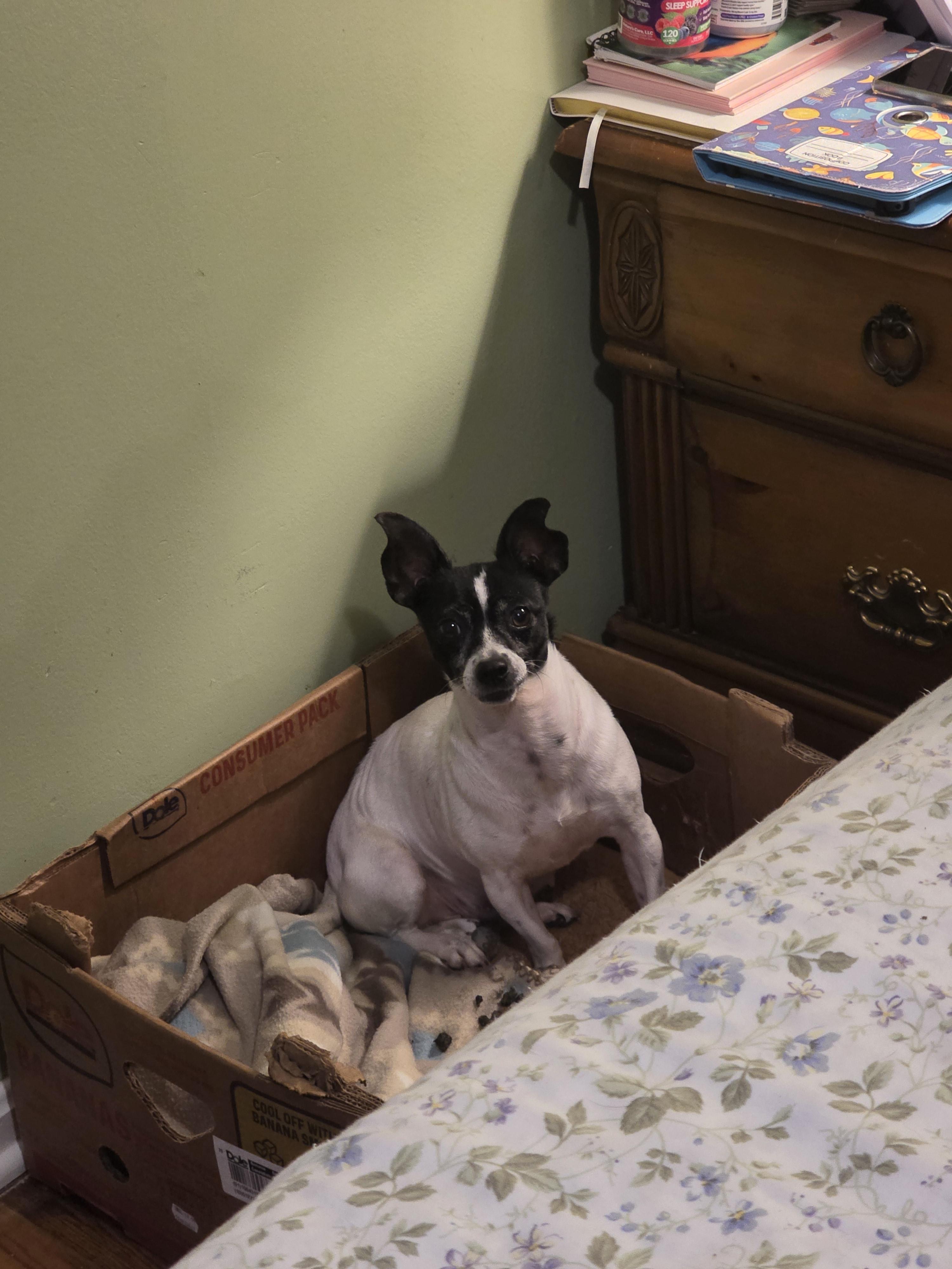 Enlarge Momma girl, a Adoptable mixed breed in Cleveland , OH image 4/6