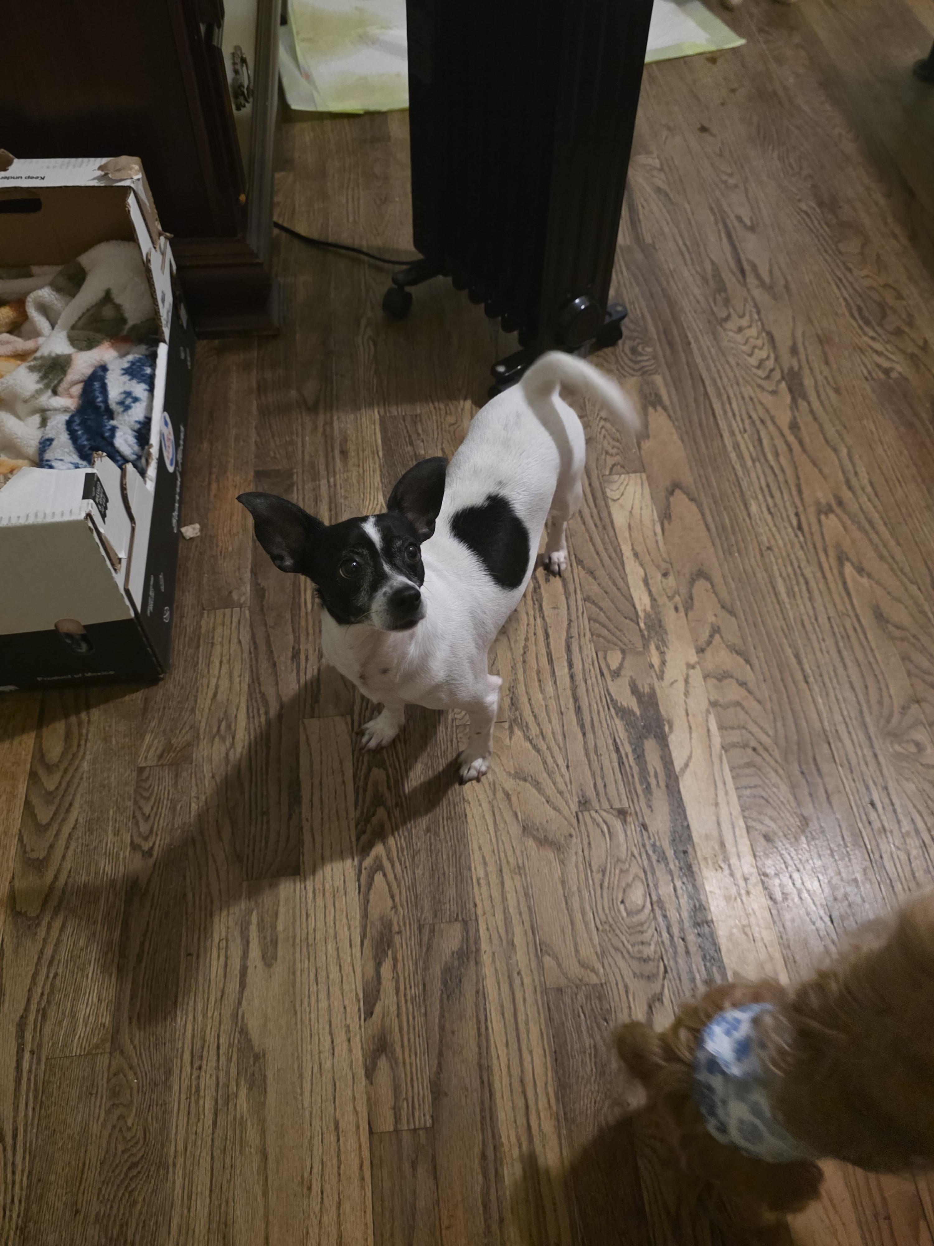 Momma girl, ADOPTABLE, Adult Female Chihuahua & Fox Terrier.