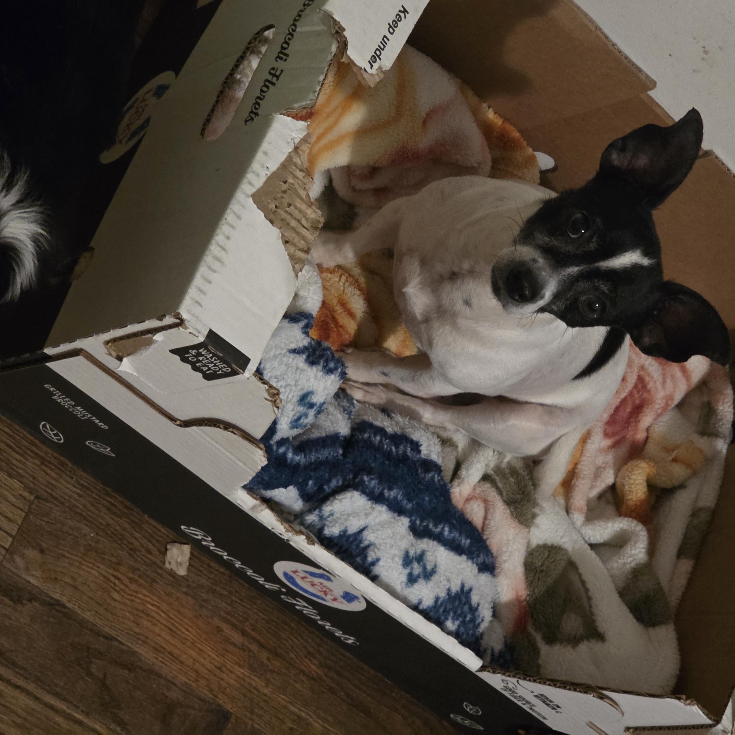 Enlarge Momma girl, a Adoptable mixed breed in Cleveland , OH image 5/6
