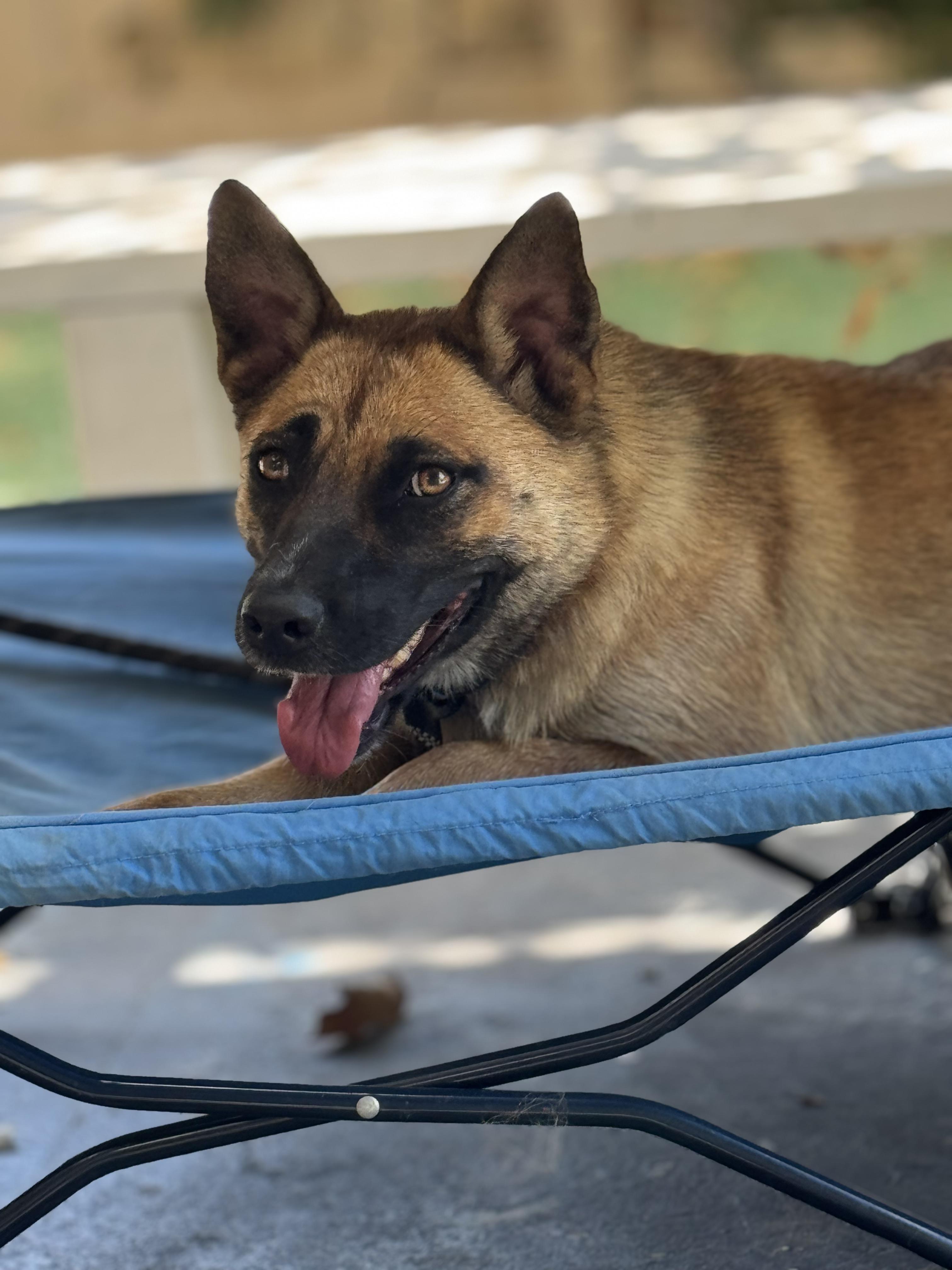 Leia, Adoptable, Adult Female Shepherd.