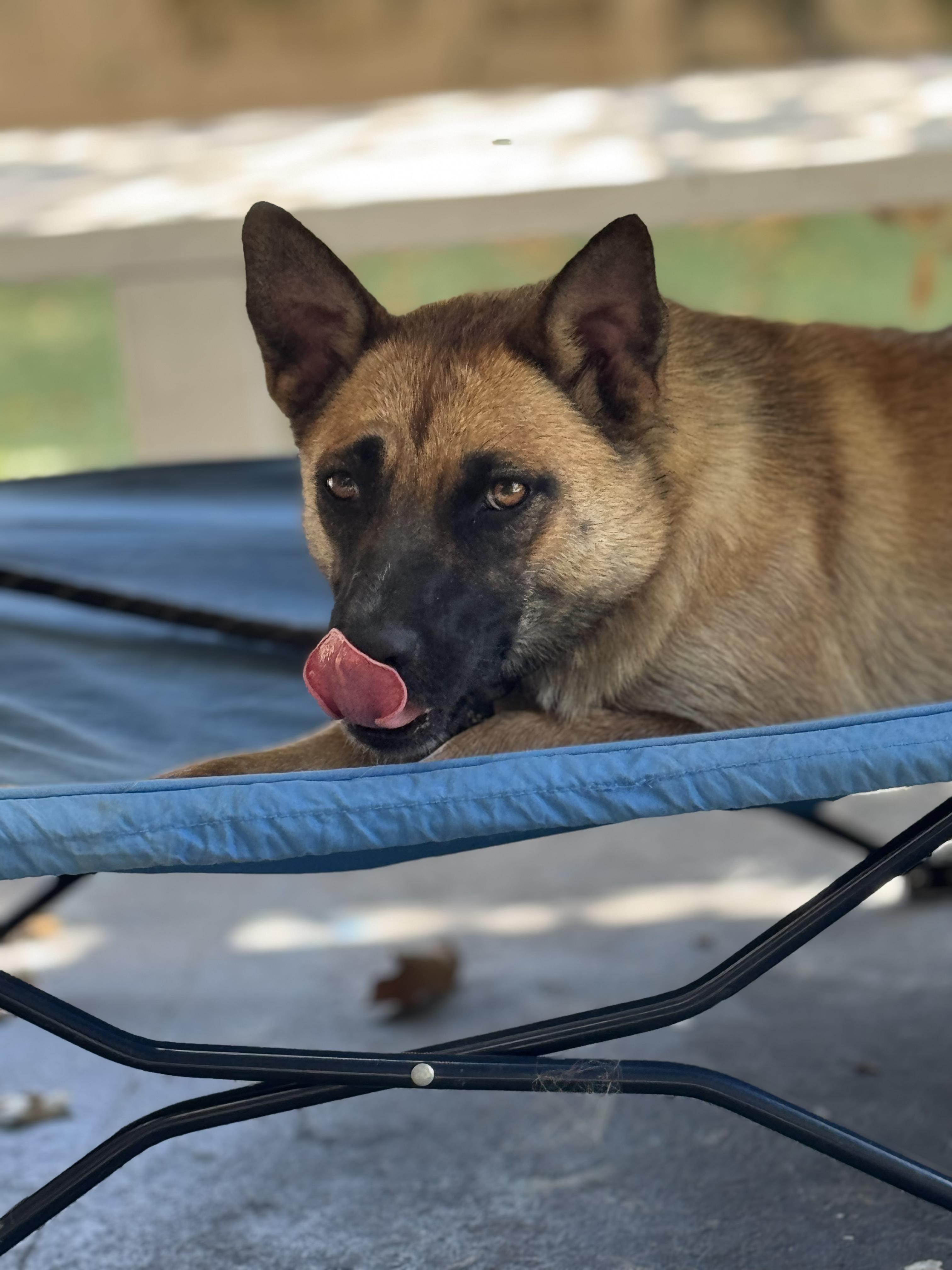 Leia, a Adoptable mixed breed in newton highlands, MA image 2/3