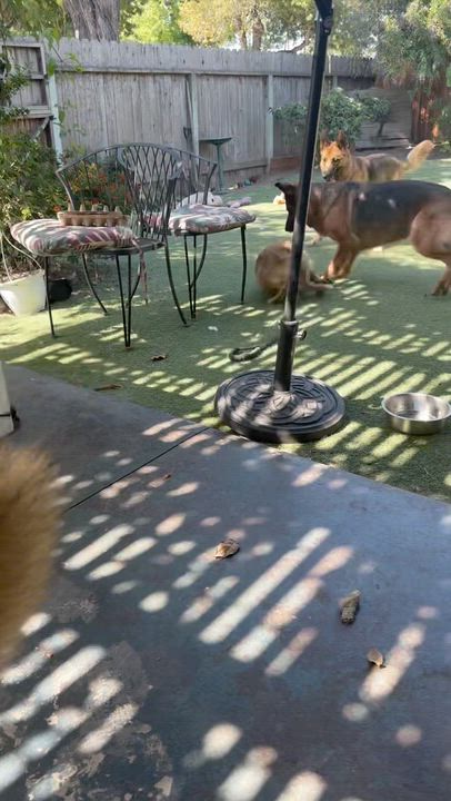 Enlarge Leia, a Adoptable mixed breed in newton highlands, MA video 3/3