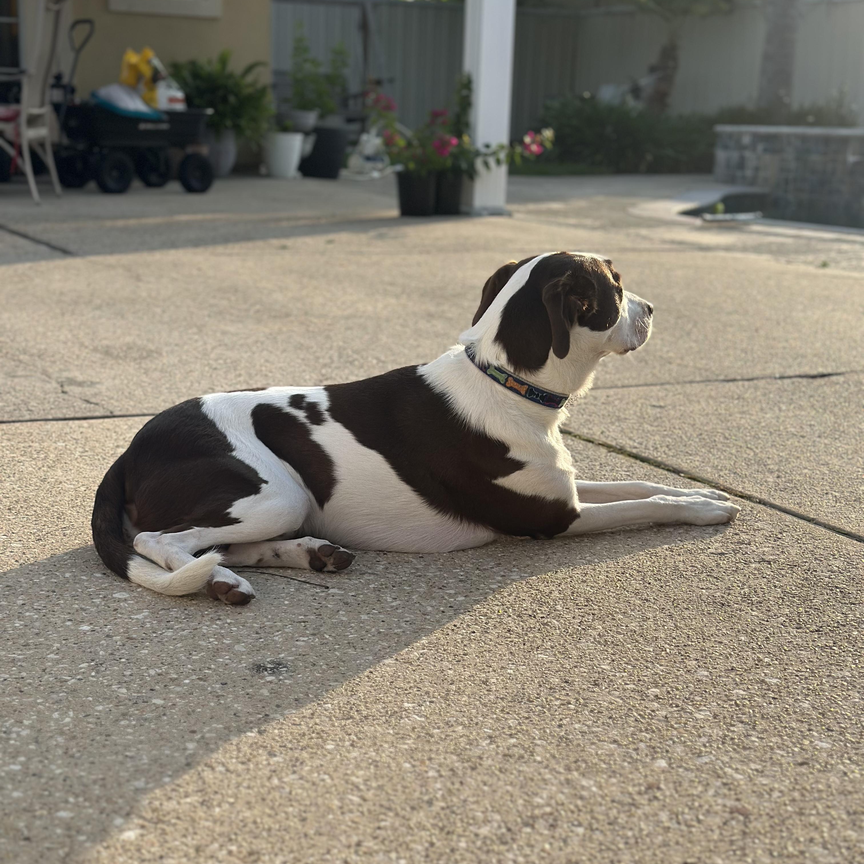 Bubbah (NKA Louie) photo 6