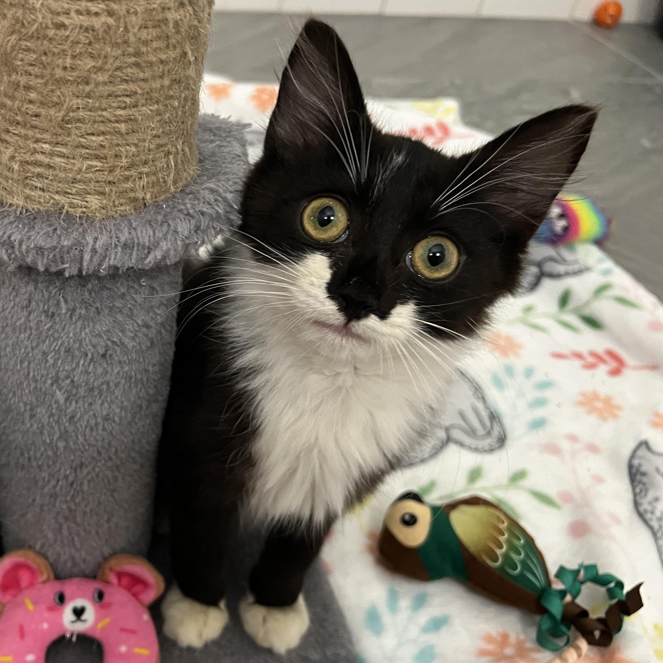 Jingle, Adoptable, Kitten Male Domestic Long Hair.