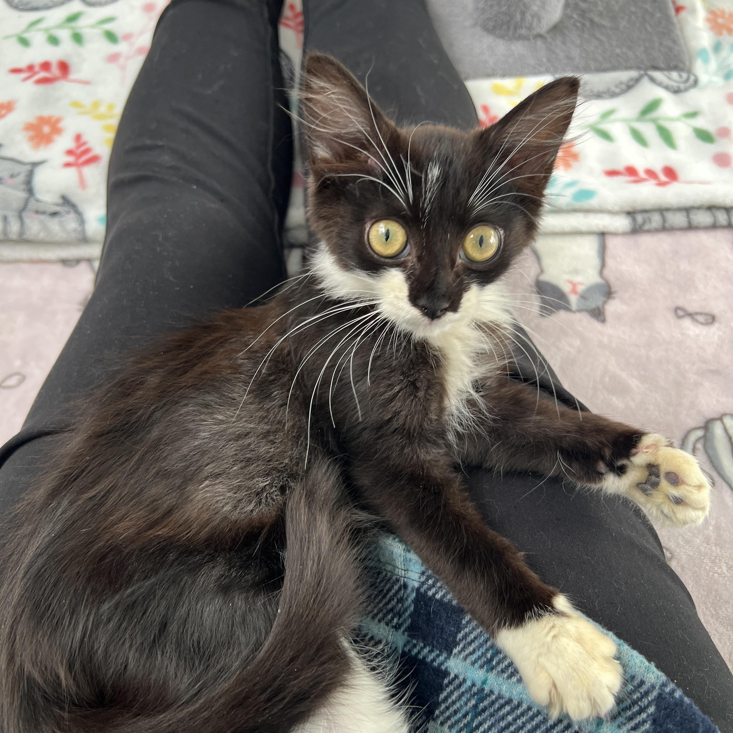 Enlarge Jingle, a Adoptable Domestic Long Hair in New Bern, NC image 3/4