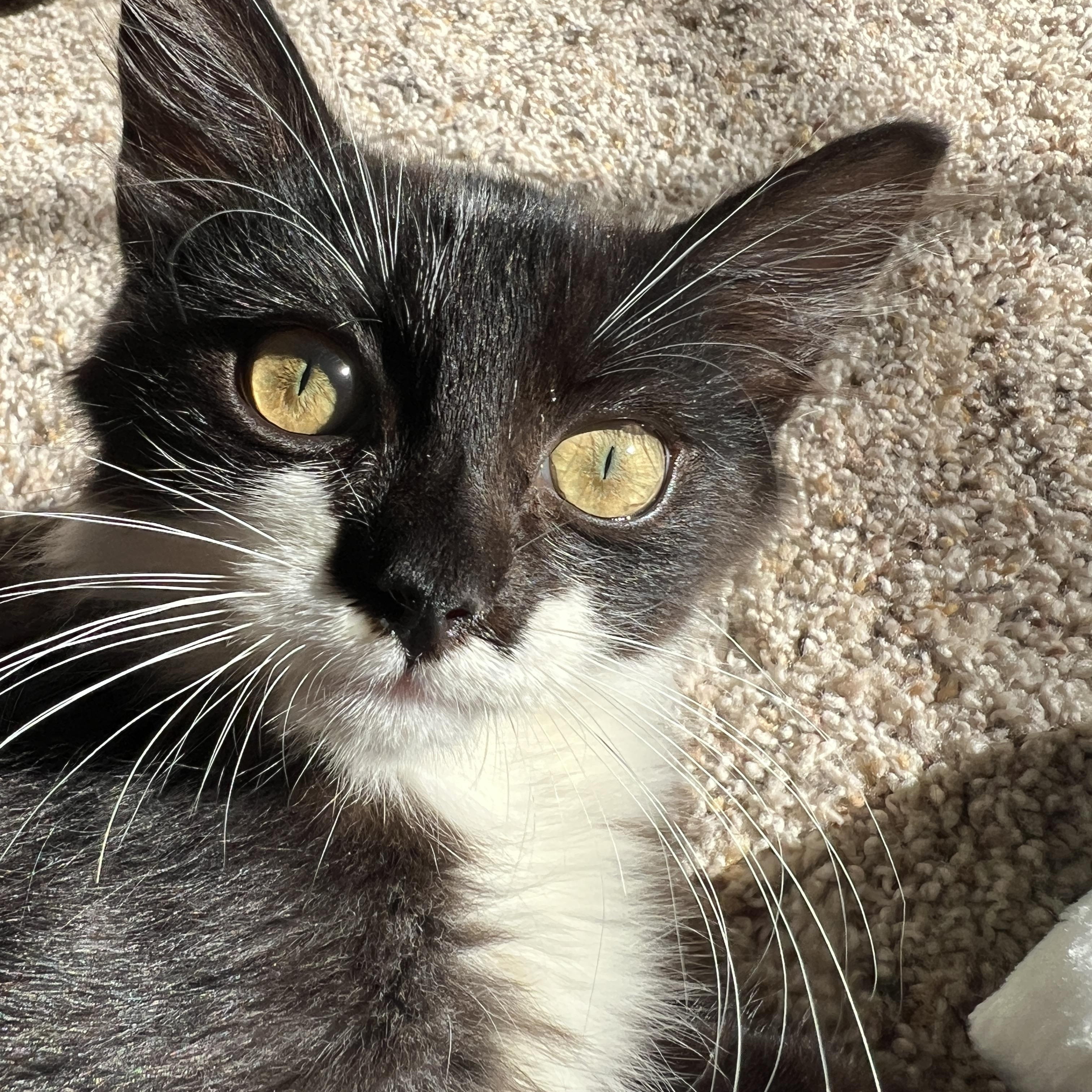Jingle, Adoptable, Kitten Male Domestic Medium Hair.