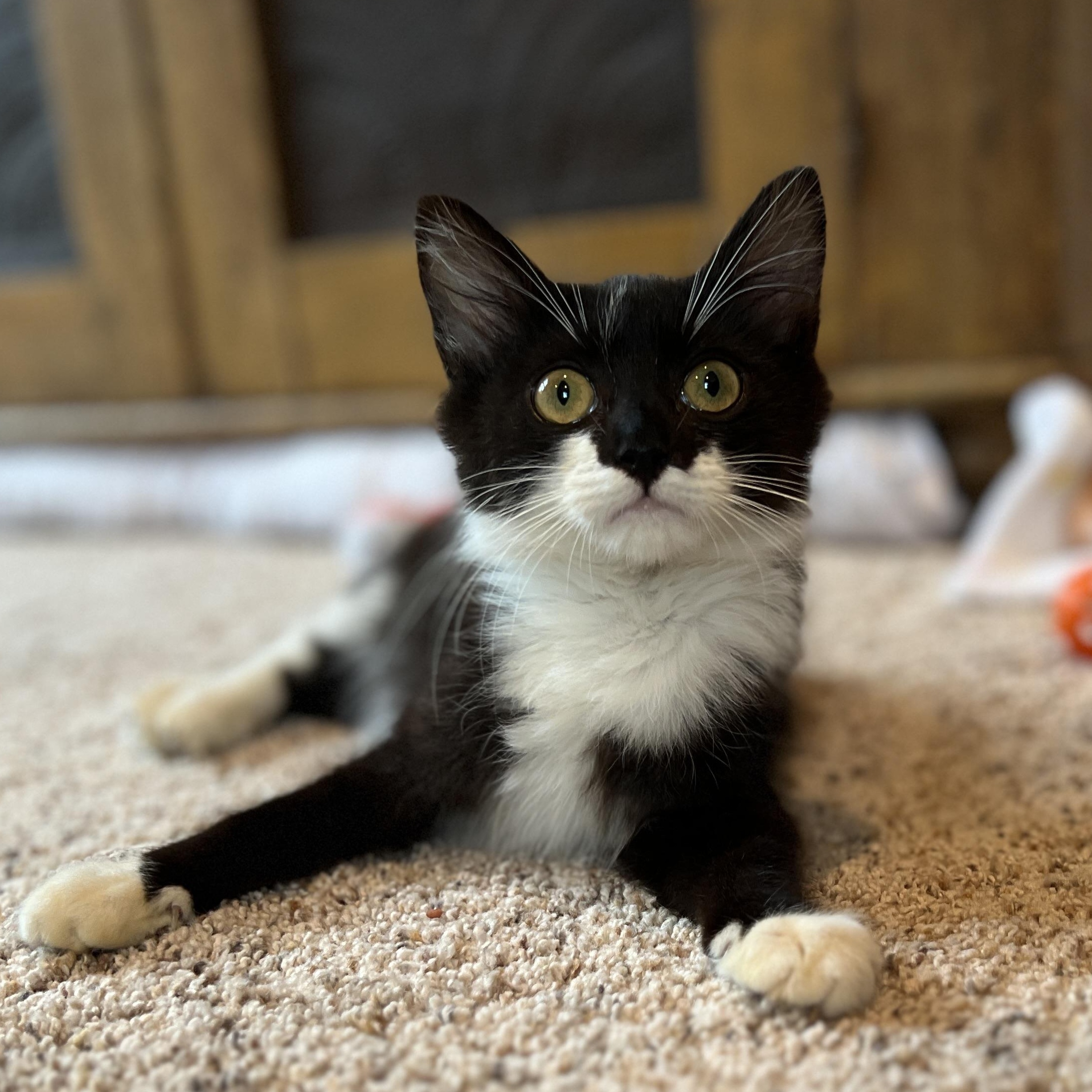 Enlarge Jingle, an adopted Domestic Medium Hair in New Bern, NC image 2/3