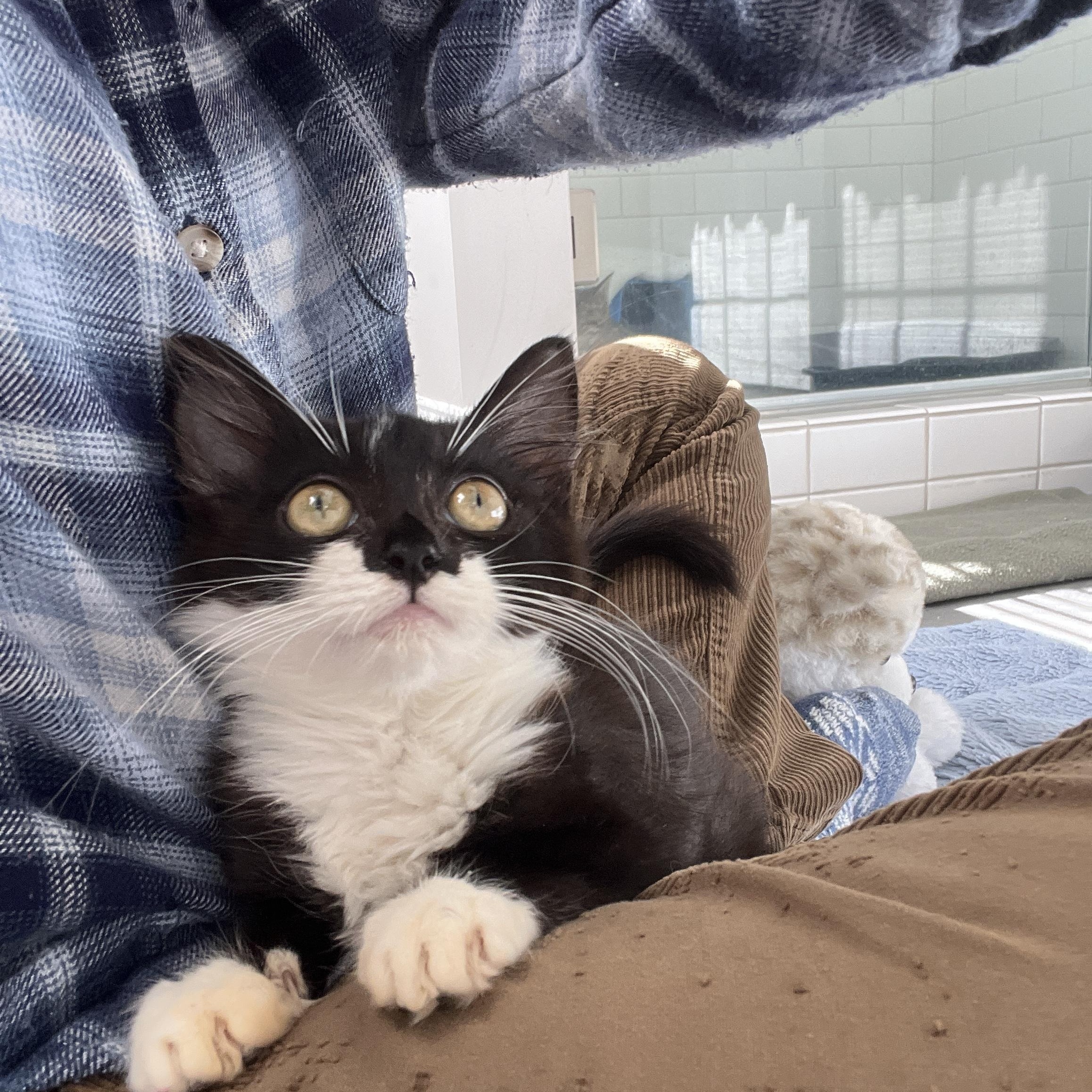 Enlarge Jingle, a Adoptable Domestic Long Hair in New Bern, NC image 4/4