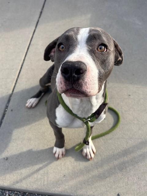 TJ, Adoptable, Young Male American Staffordshire Terrier & Mixed Breed.