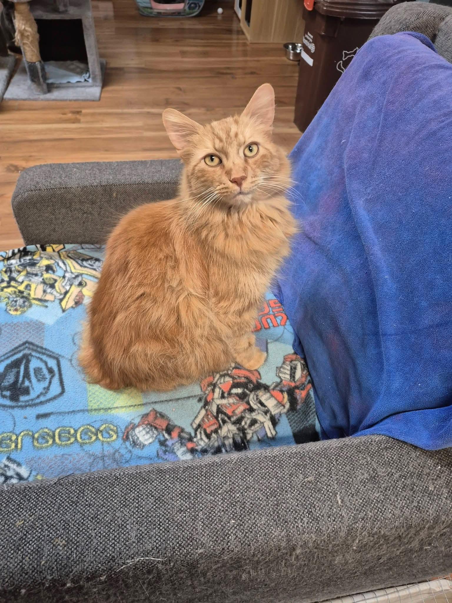 Enlarge Zucchini, a Adopted Domestic Long Hair in Montreal, QC image 1/2