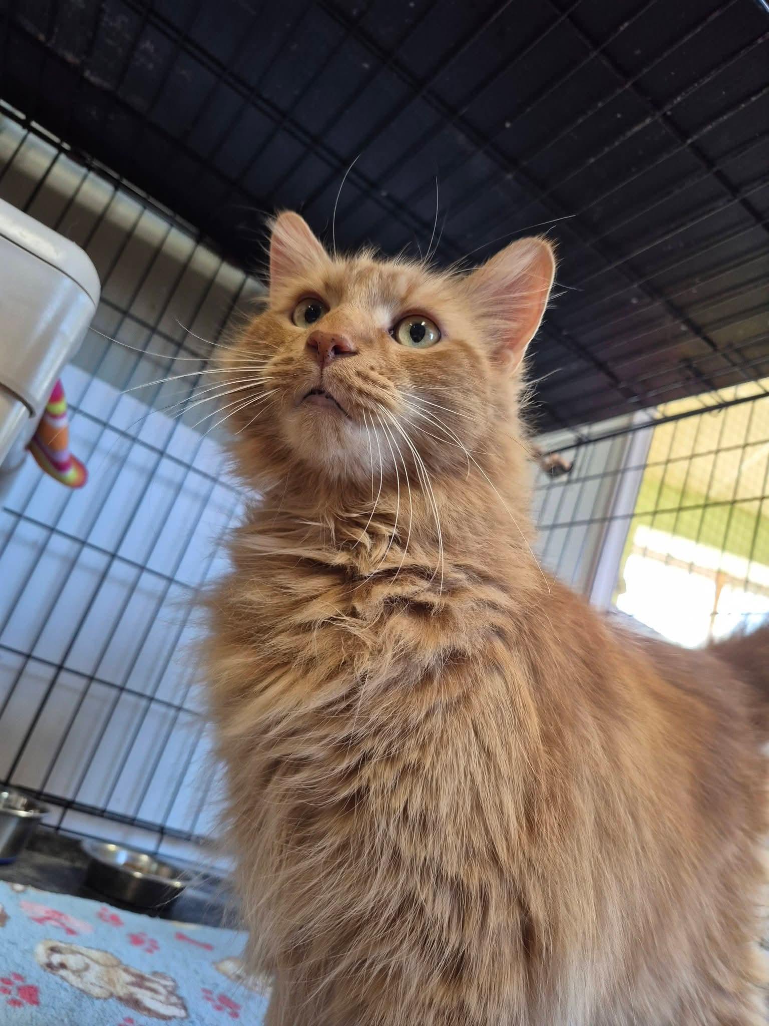 Enlarge Zucchini, a Adopted Domestic Long Hair in Montreal, QC image 2/2