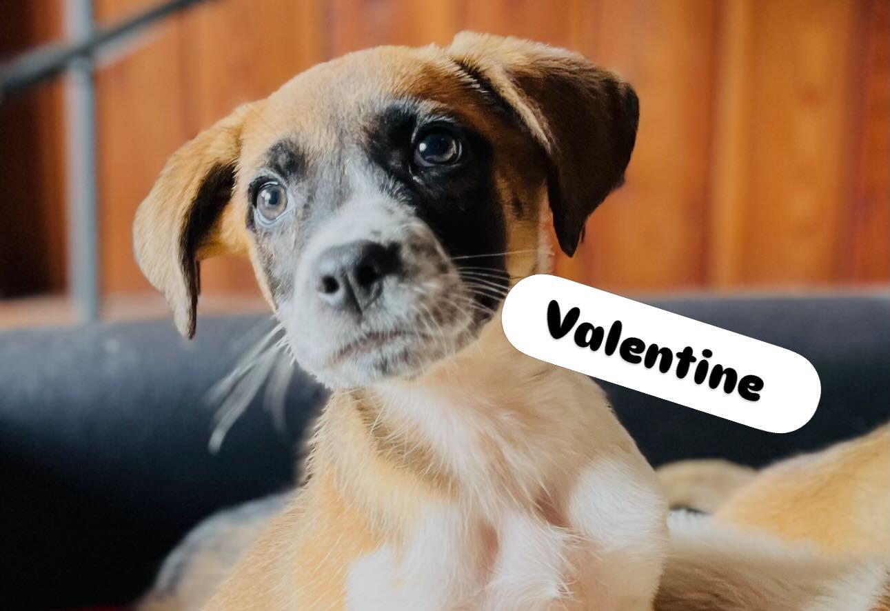 Valentine , Adoptable, Puppy Female Boxer & Cattle Dog.