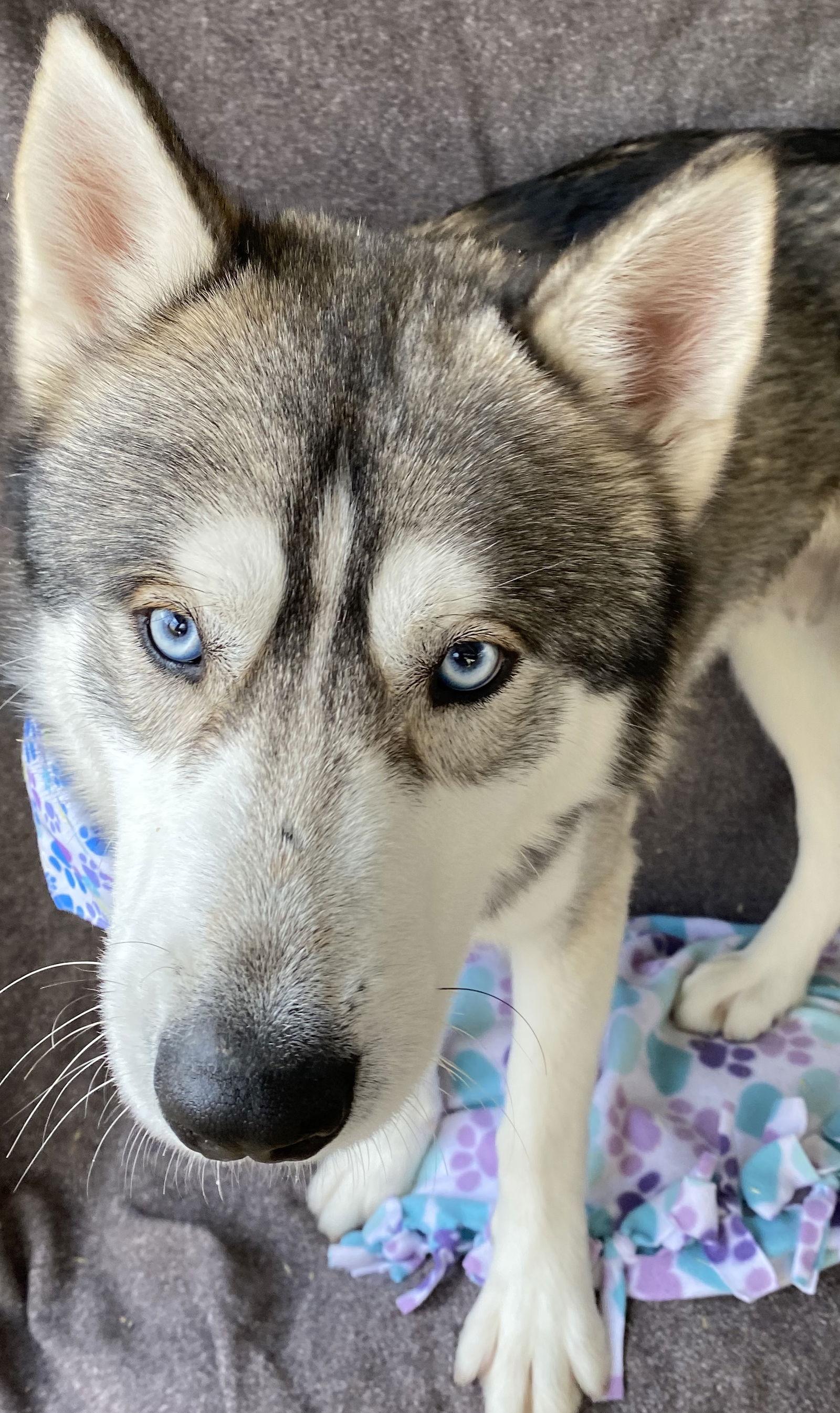 Enlarge Winter, a Adoptable Husky in Littlerock, CA image 1/3
