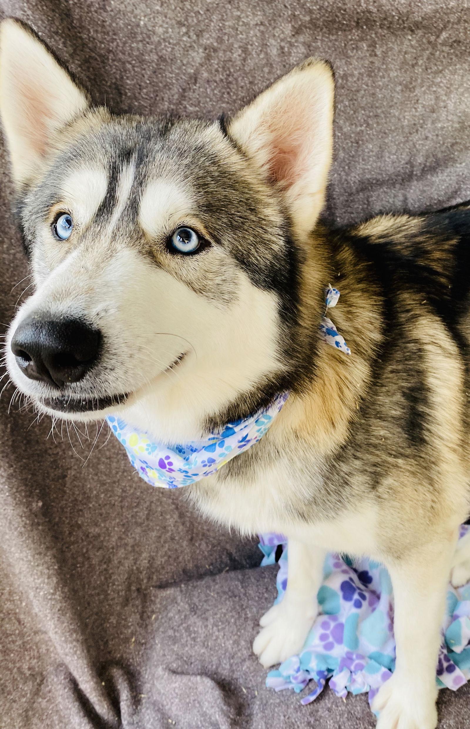 Enlarge Winter, a Adoptable Husky in Littlerock, CA image 2/3