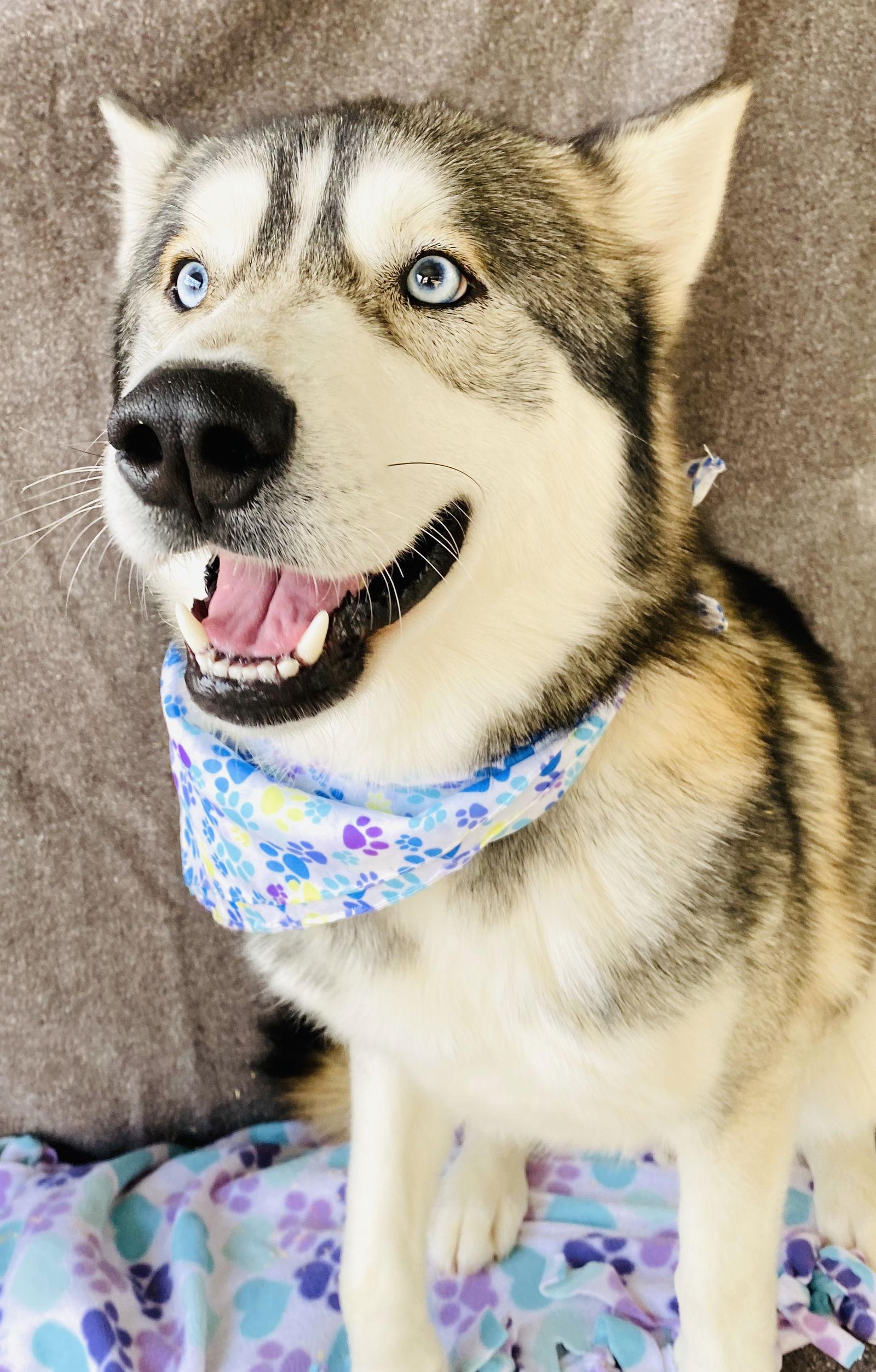 Enlarge Winter, a Adoptable Husky in Littlerock, CA image 3/3