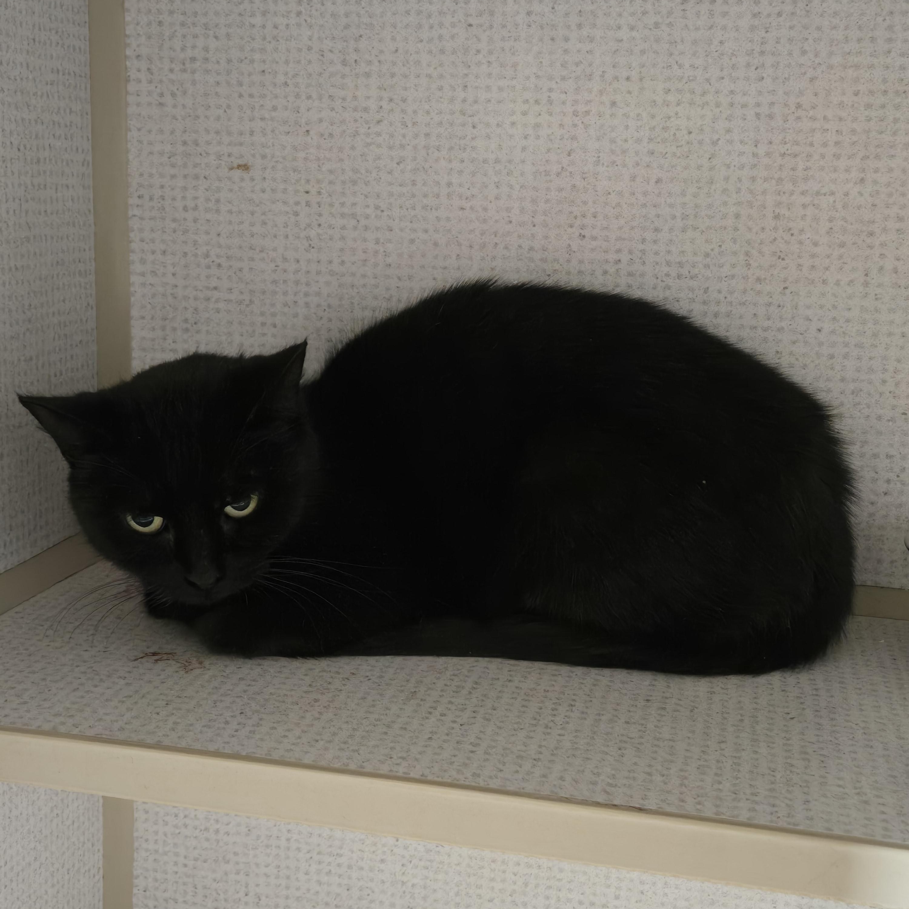 Charm, Adoptable, Adult Female Domestic Short Hair.