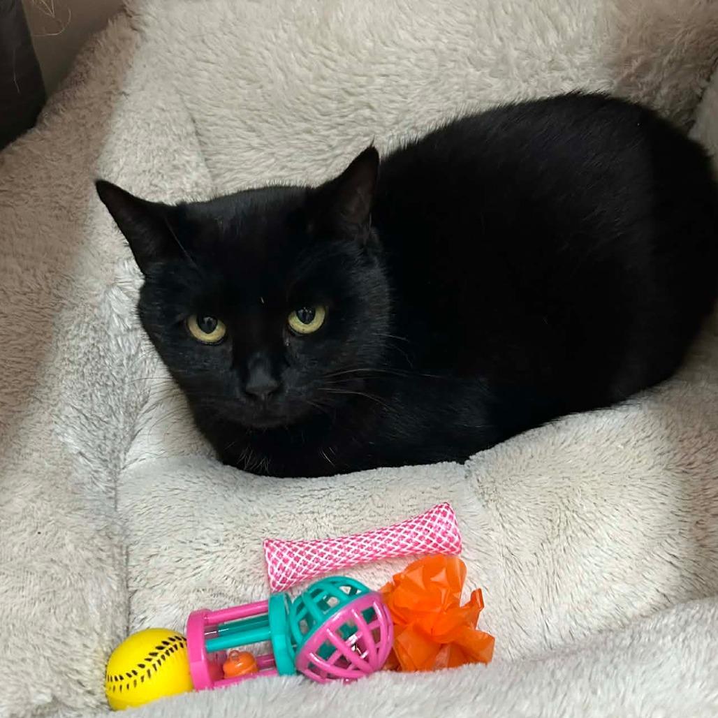 Charm, Adoptable, Adult Female Domestic Short Hair.