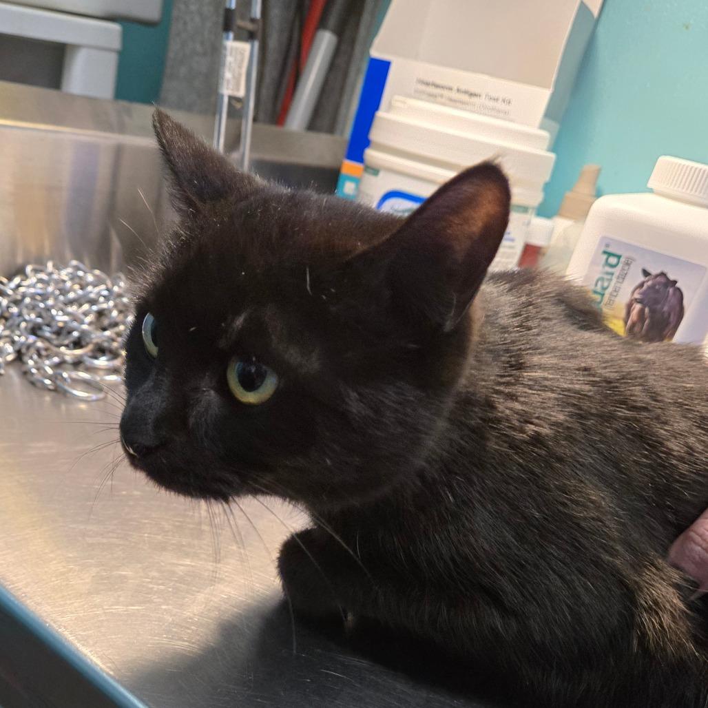 Enlarge Charm, a Adoptable Domestic Short Hair in Graham, TX image 2/2