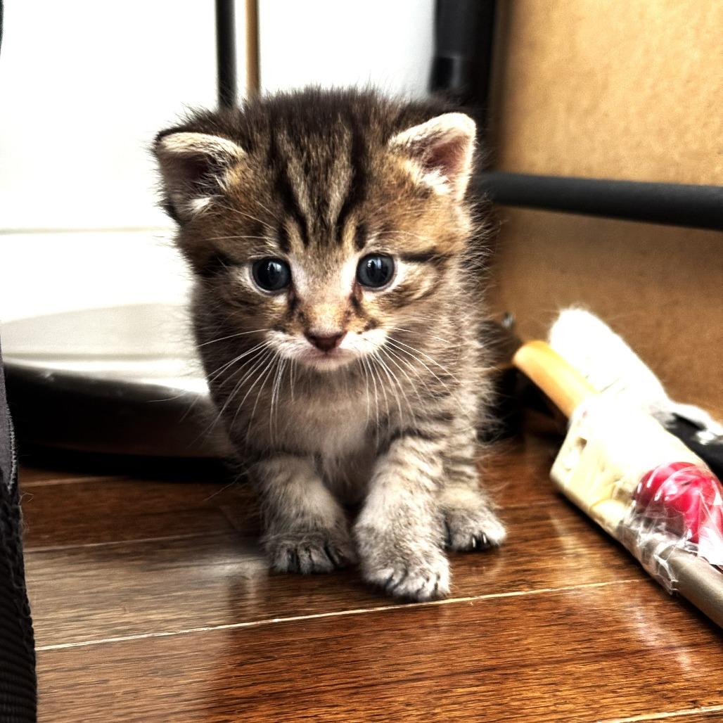 Enlarge Tippy - Bonded to Tubbs, a Adoptable Domestic Short Hair in Chantilly, VA image 1/3