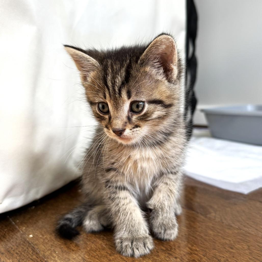 Enlarge Tippy - Bonded to Tubbs, a Adoptable Domestic Short Hair in Chantilly, VA image 3/3