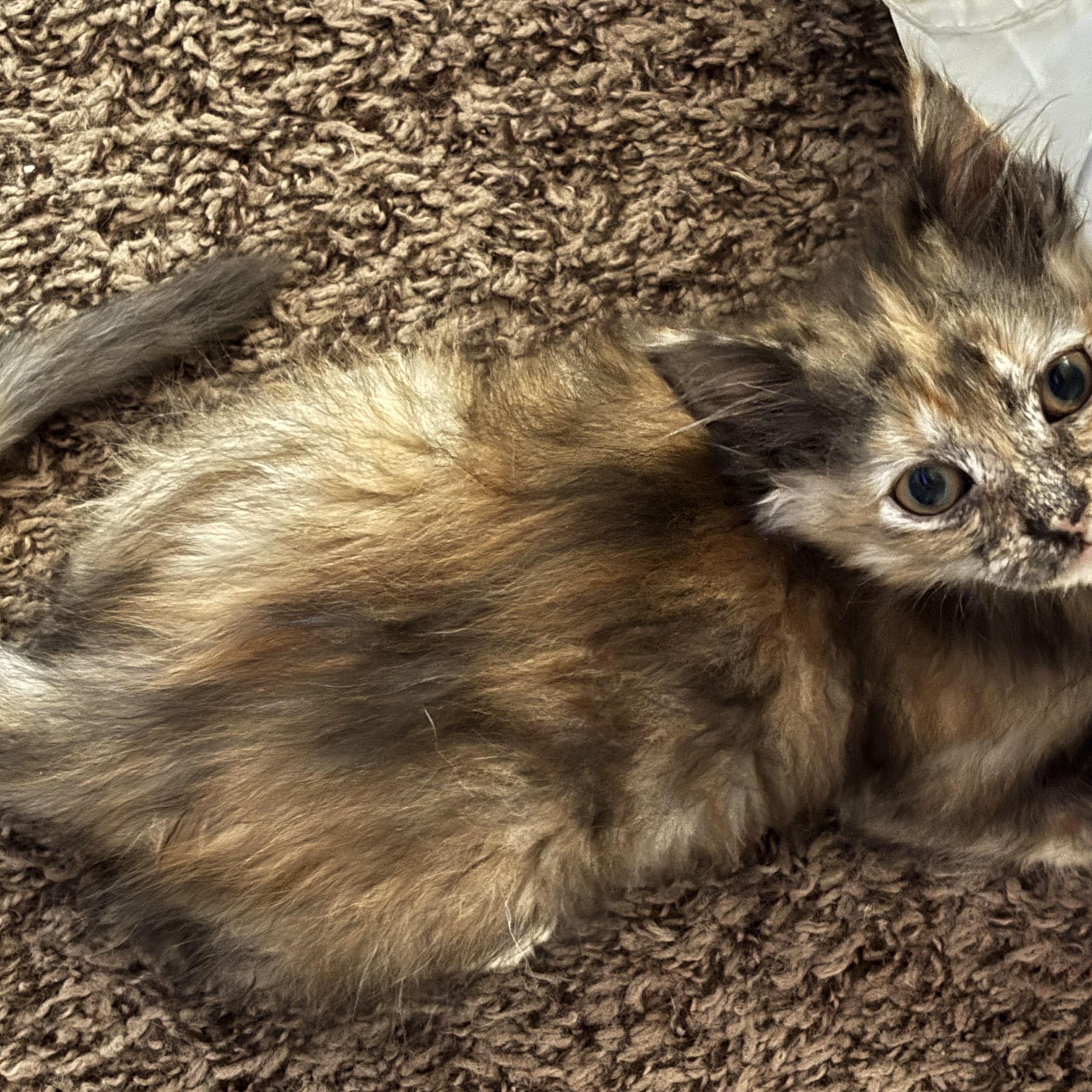 Enlarge Spice, a ADOPTABLE Domestic Short Hair in queen creek, AZ image 2/4