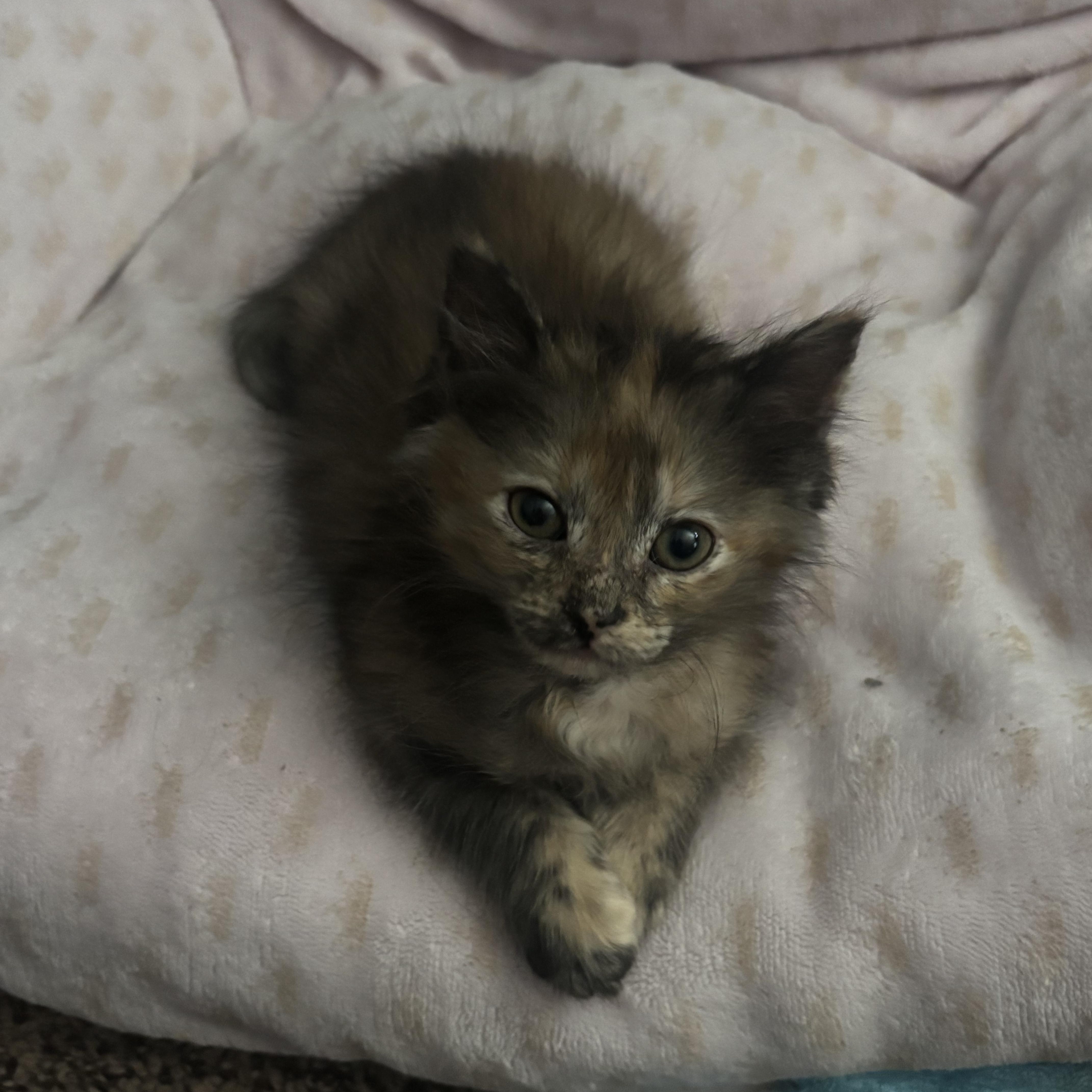 Spice, ADOPTABLE, Kitten Female Domestic Short Hair.