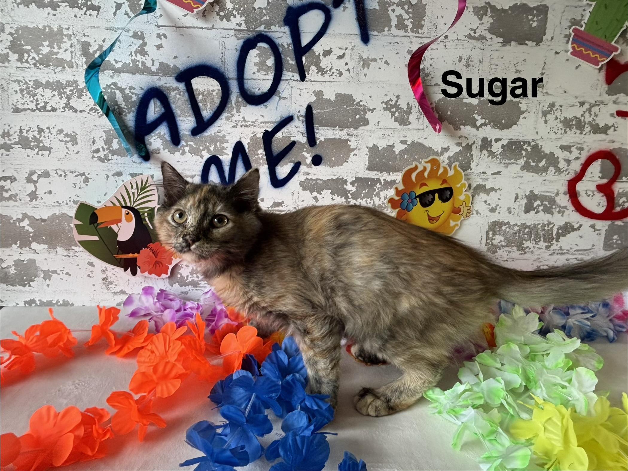 Sugar, a ADOPTABLE Domestic Short Hair in queen creek, AZ image 1/4