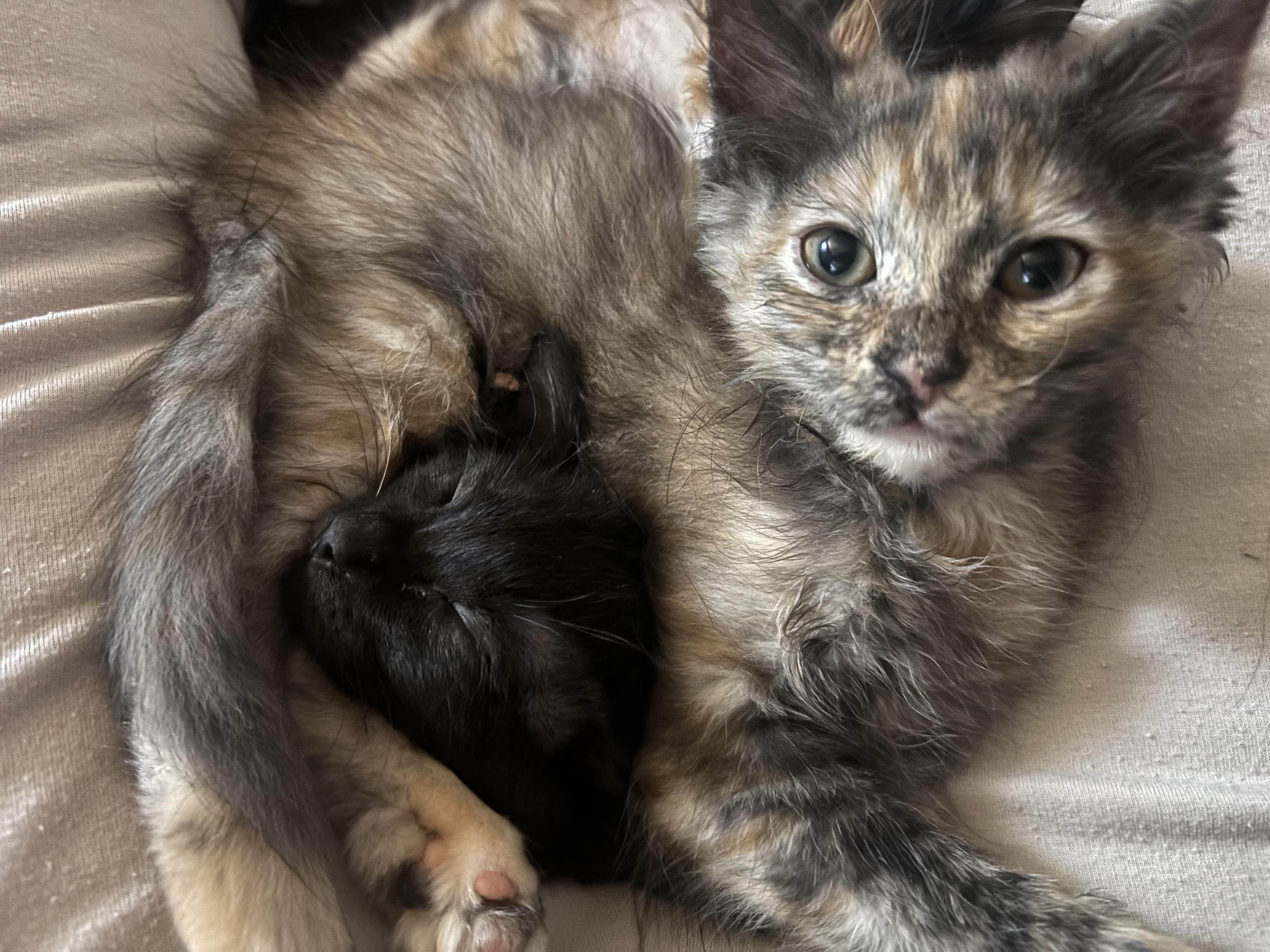 Enlarge Spice, a ADOPTABLE Domestic Short Hair in queen creek, AZ image 4/4