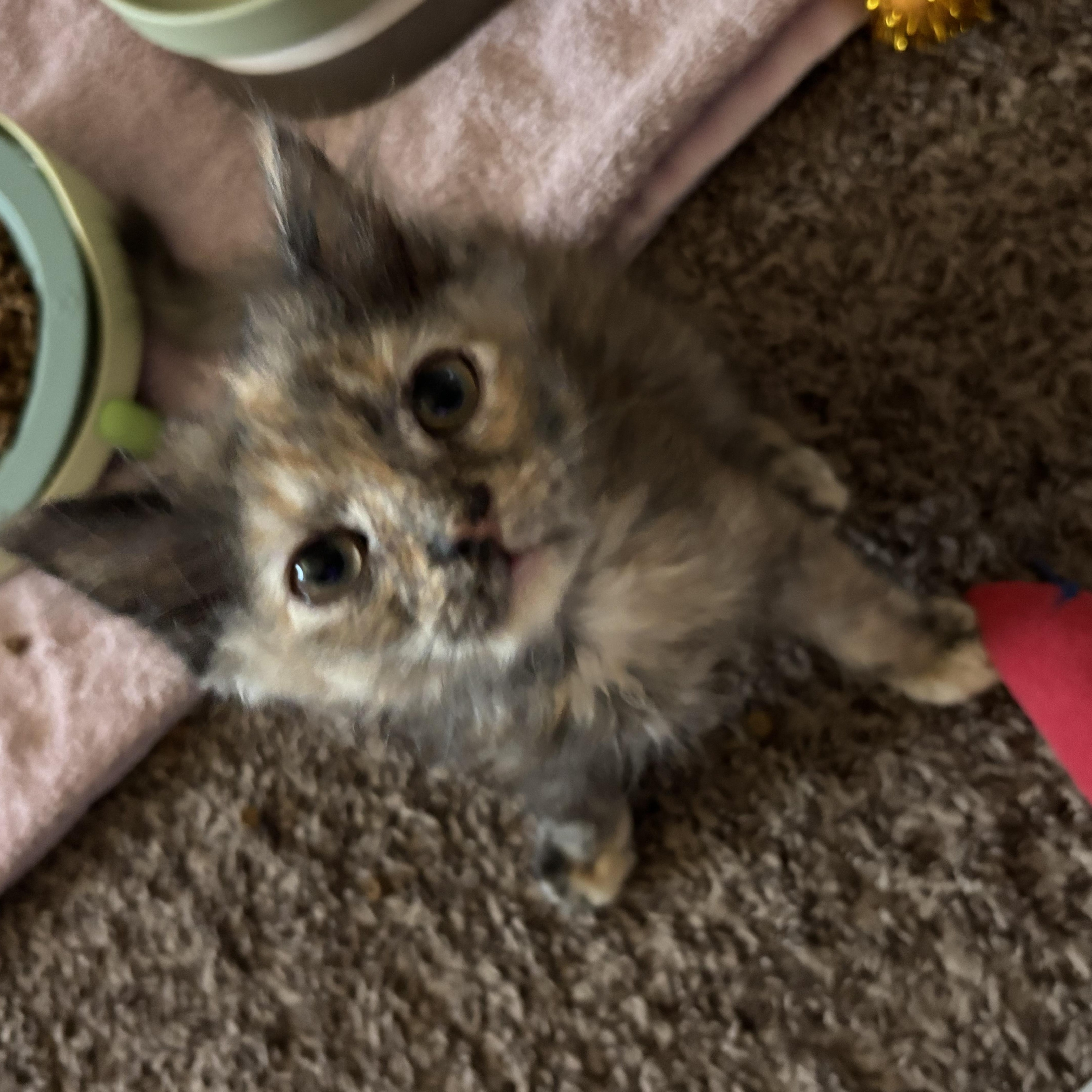 Enlarge Spice, a ADOPTABLE Domestic Short Hair in queen creek, AZ image 3/4