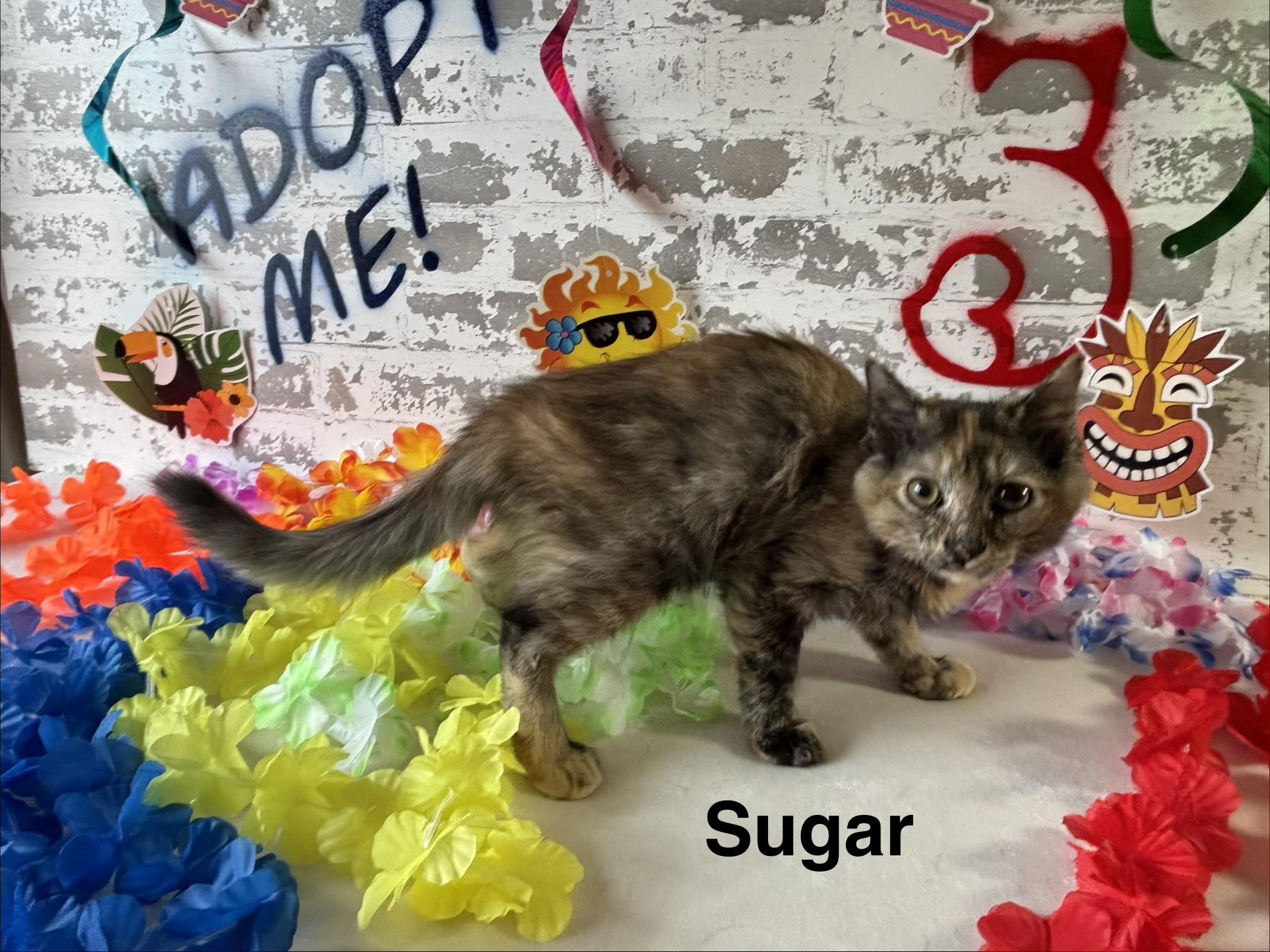Sugar, a ADOPTABLE Domestic Short Hair in queen creek, AZ image 4/4