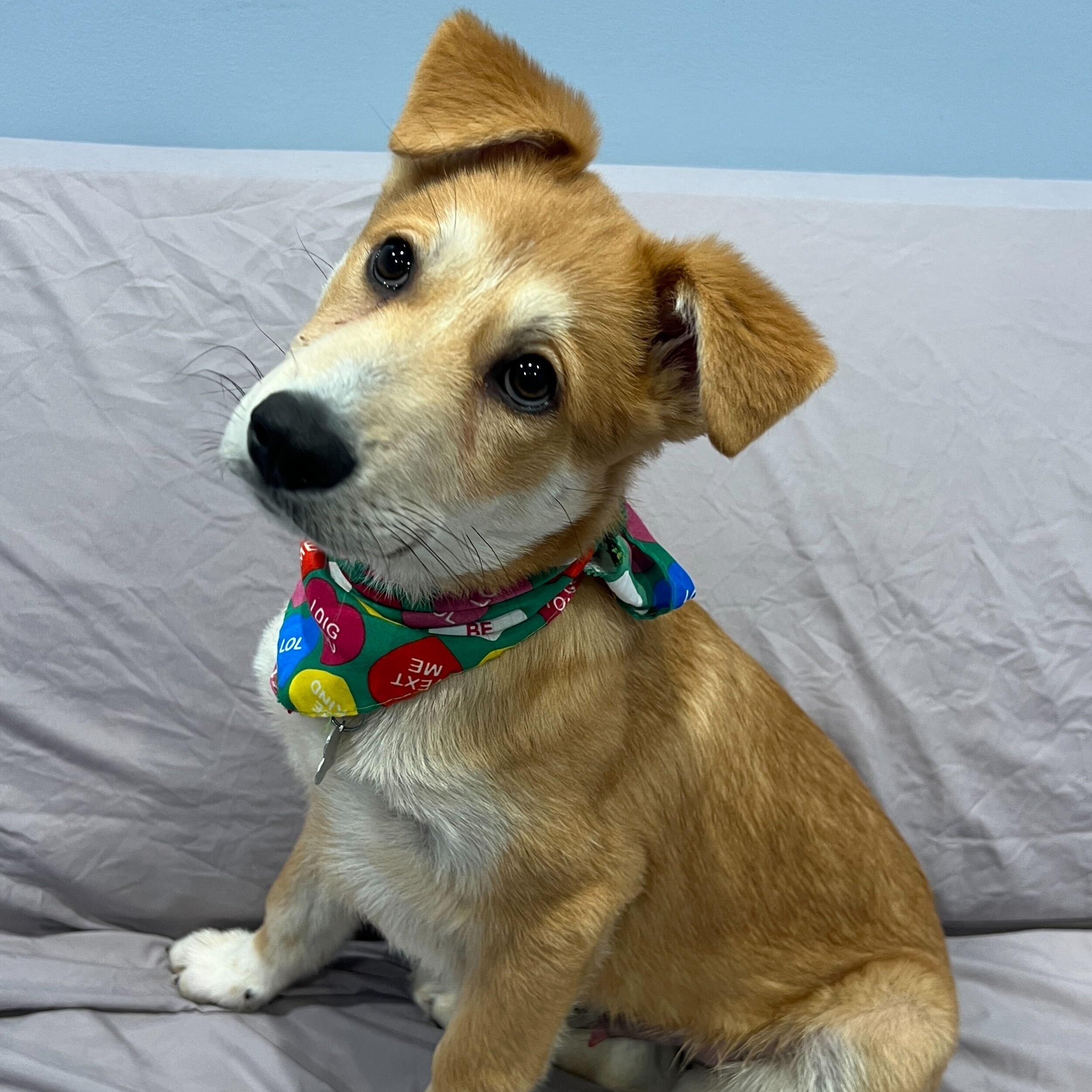 Enlarge Ryan, an adoptable Mixed Breed in Canal Winchester, OH image 3/3