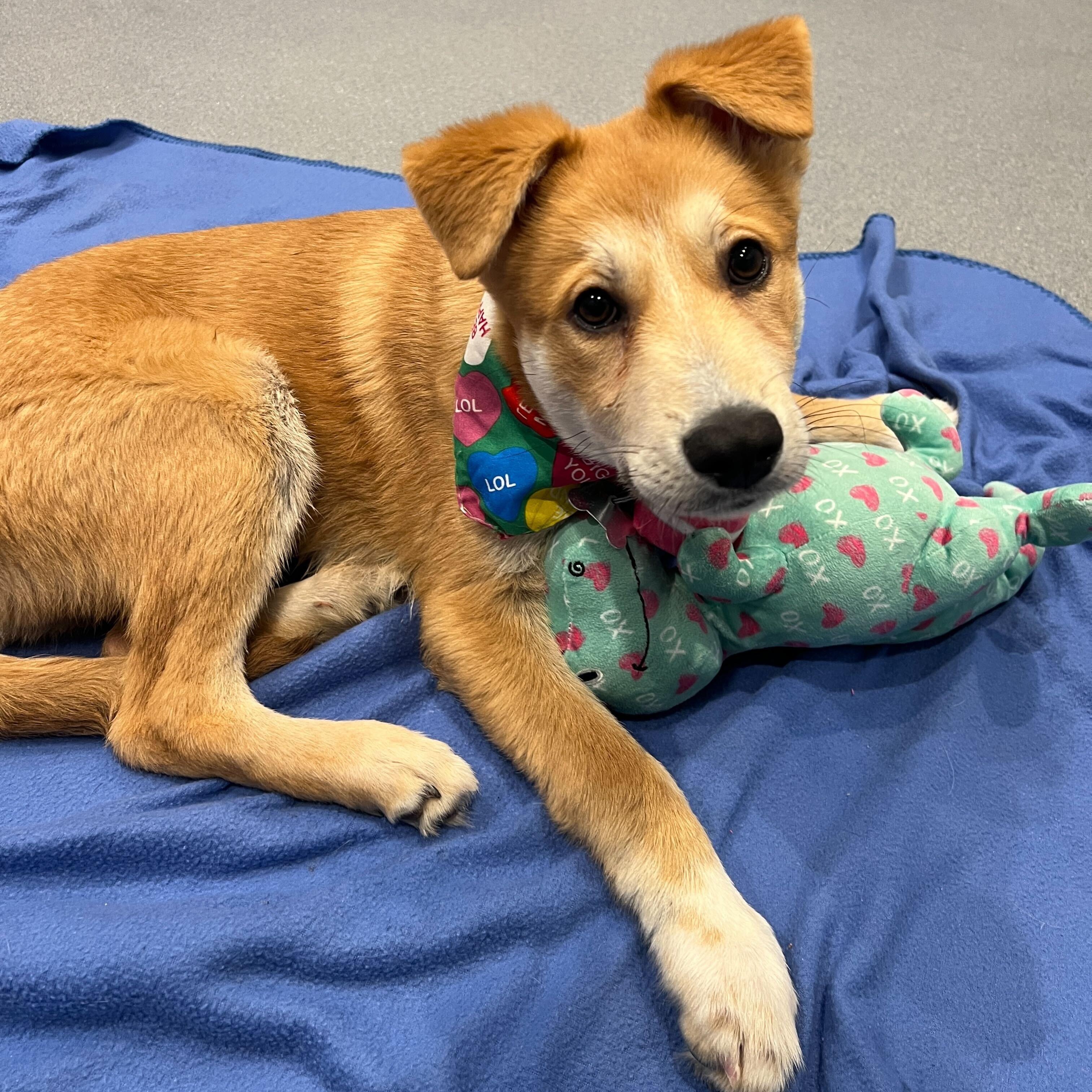 Enlarge Ryan, an adoptable Mixed Breed in Canal Winchester, OH image 2/3