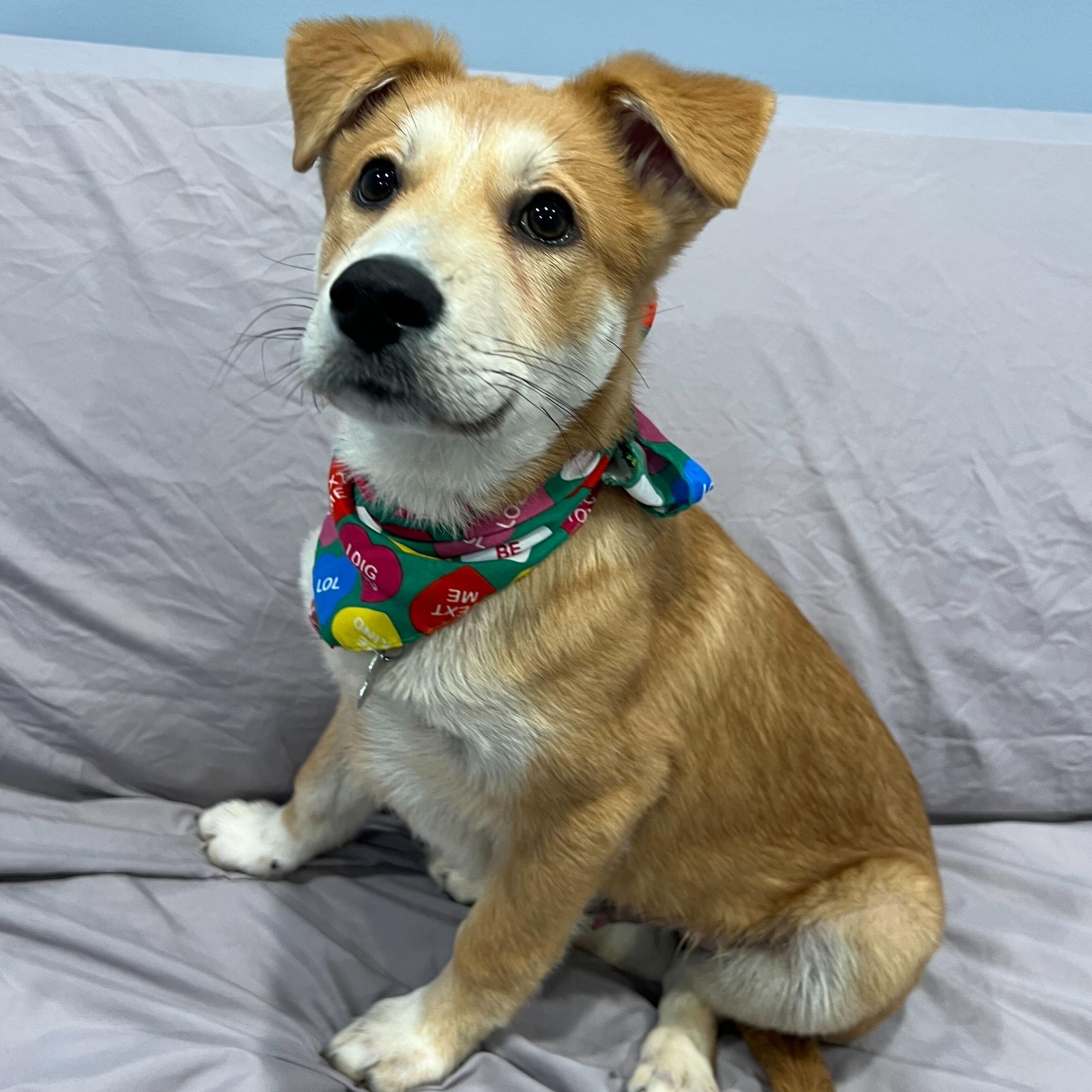 Ryan, adoptable, Puppy Male Mixed Breed.