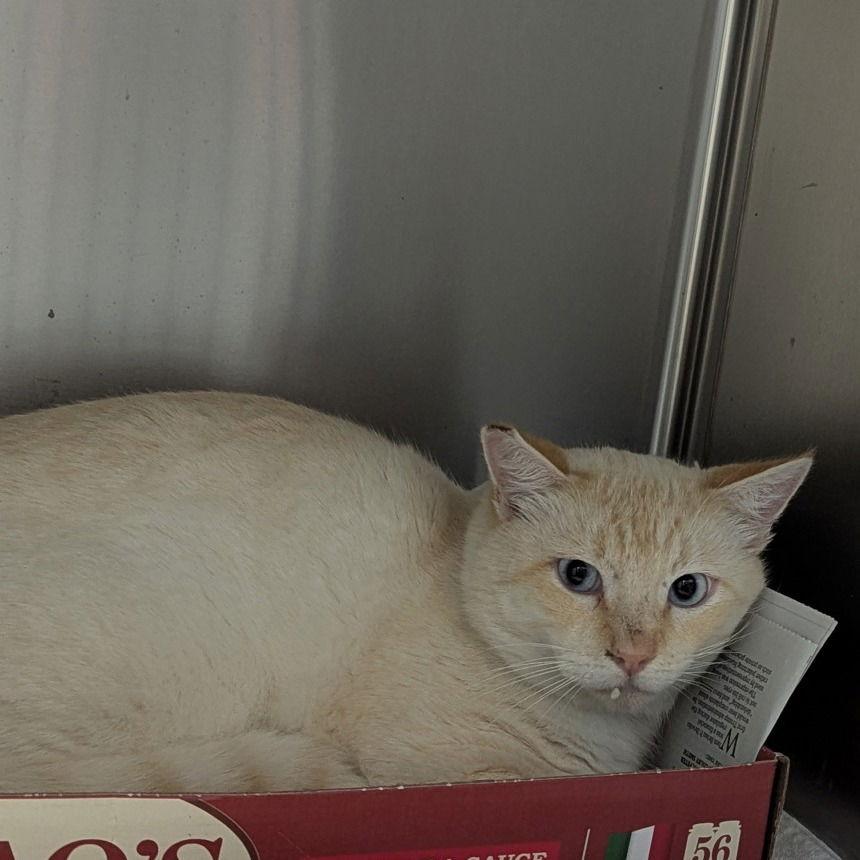 Brax & Little Chunk, Adoptable, Adult Male Domestic Short Hair.