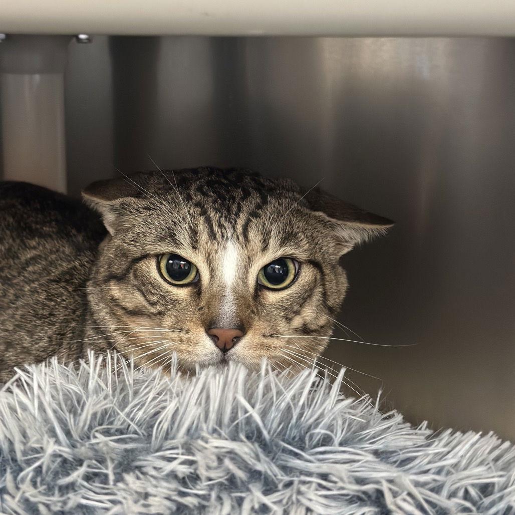 Brax & Little Chunk, a Adoptable Domestic Short Hair in Rohnert Park, CA image 2/2