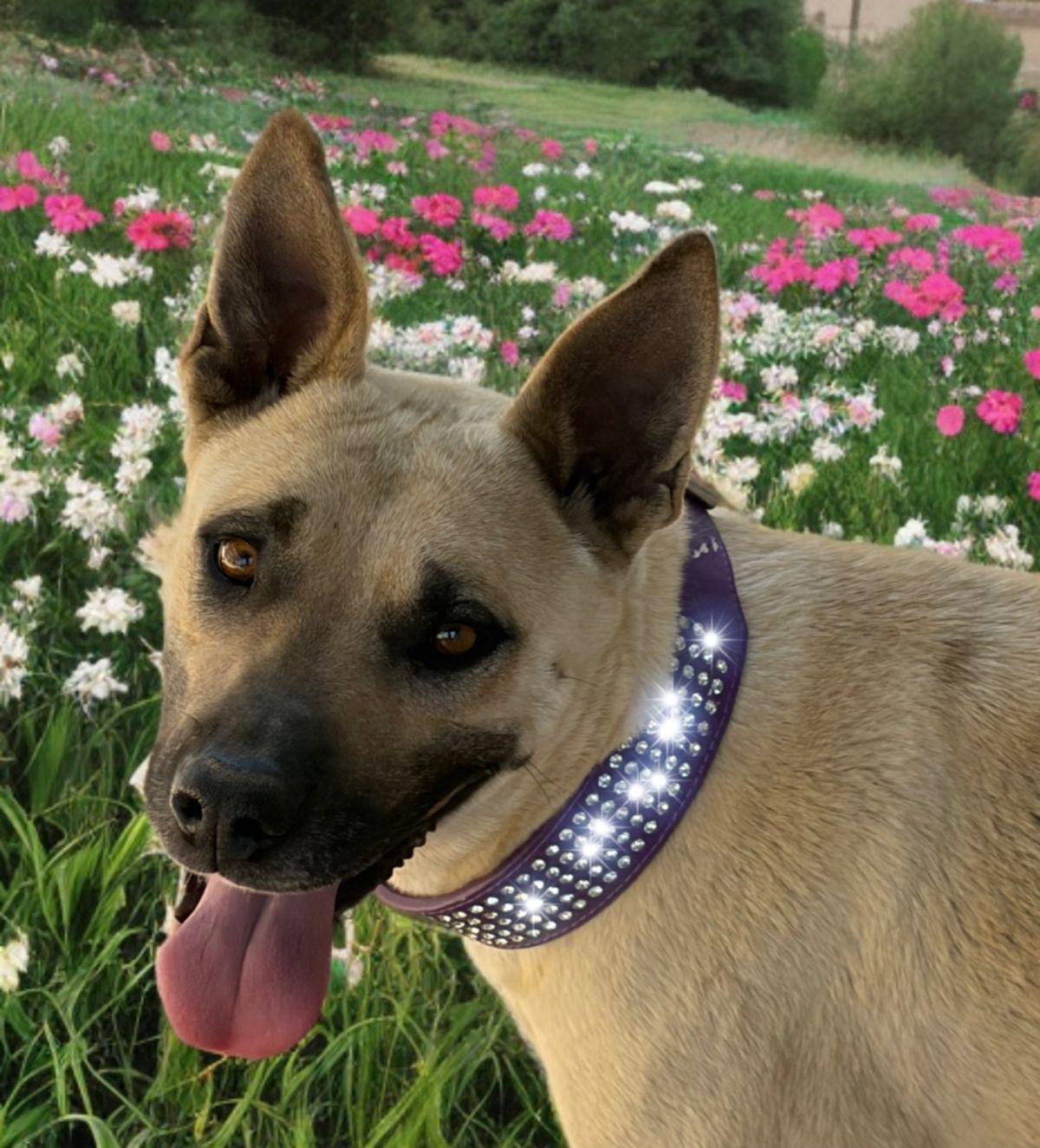 Enlarge Dotty, a Adoptable mixed breed in Kingman, AZ image 1/2