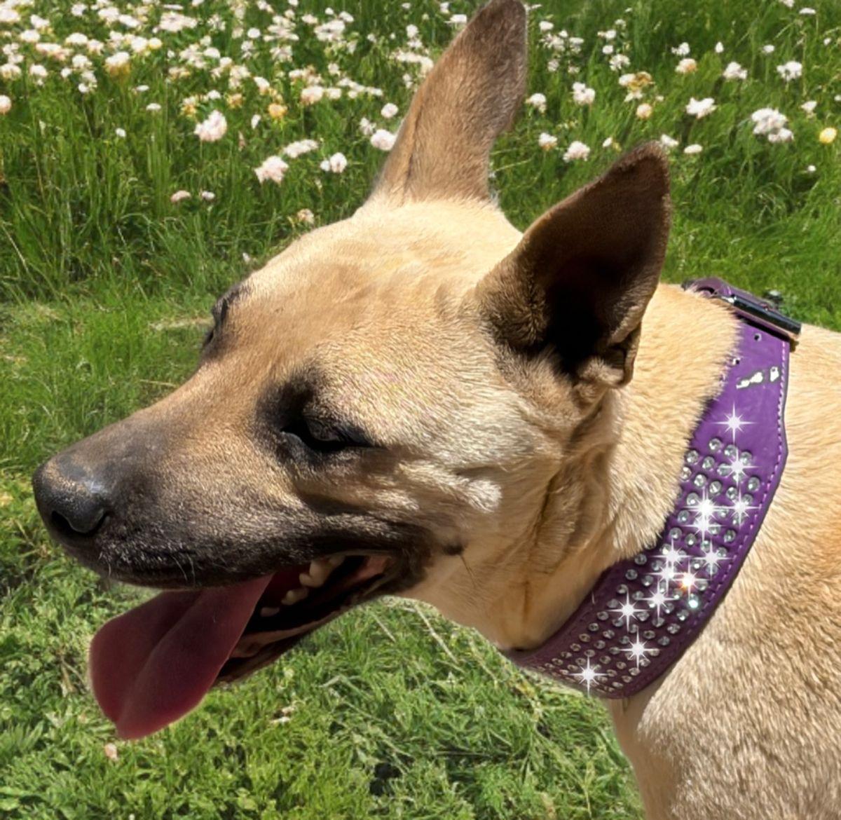 Enlarge Dotty, a Adoptable mixed breed in Kingman, AZ image 2/2