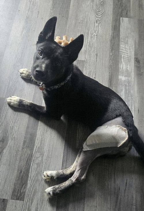 Royal, Adoptable, Puppy Female German Shepherd Dog.
