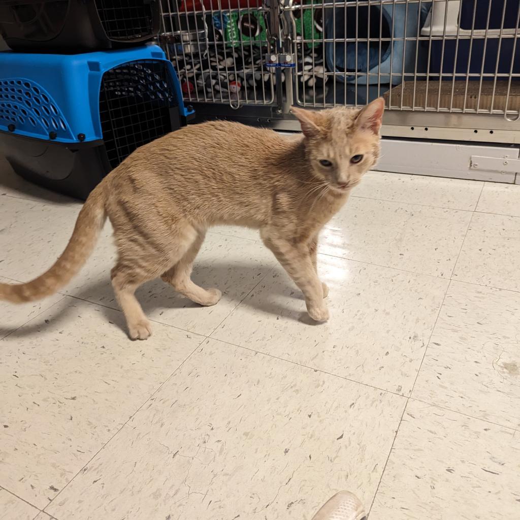 Enlarge Bobby, a Adoptable Domestic Short Hair in Downers Grove, IL image 1/4