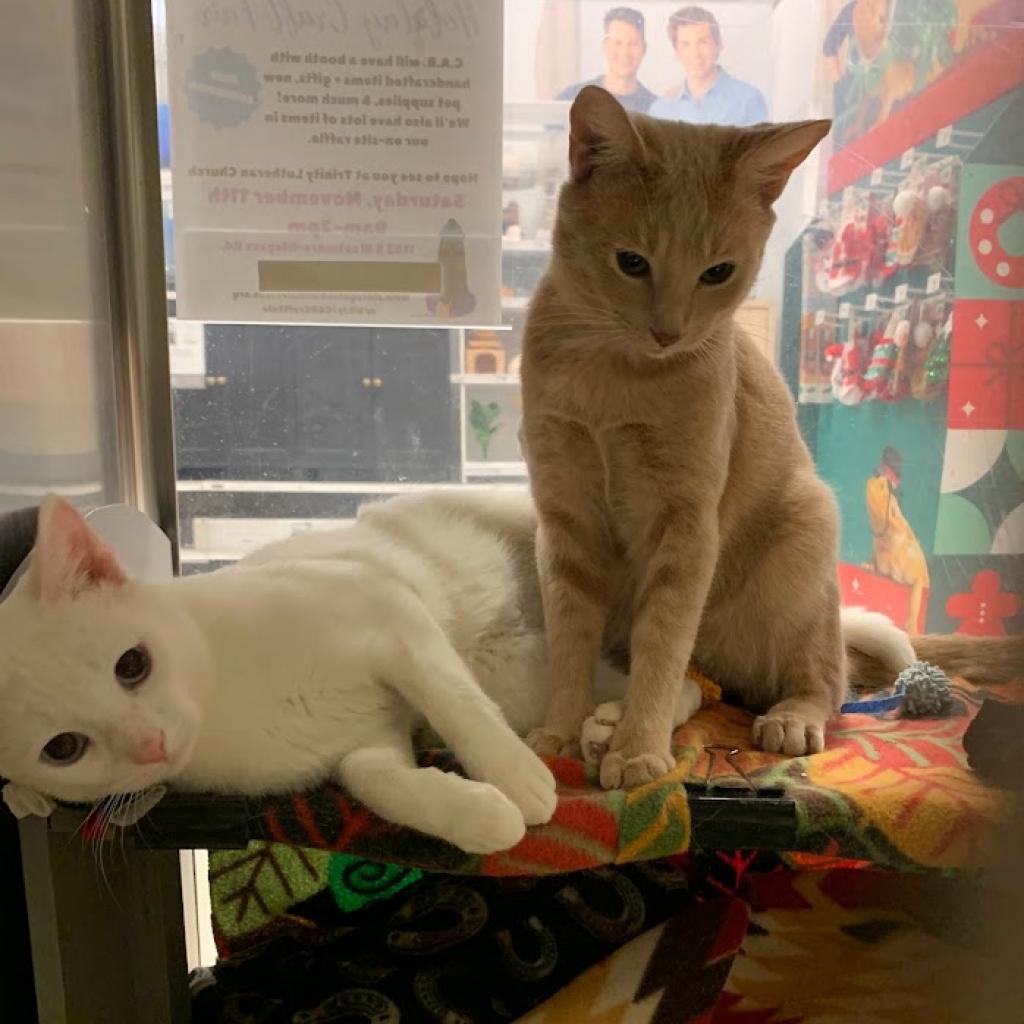 Enlarge Bobby, a Adoptable Domestic Short Hair in Downers Grove, IL image 2/4